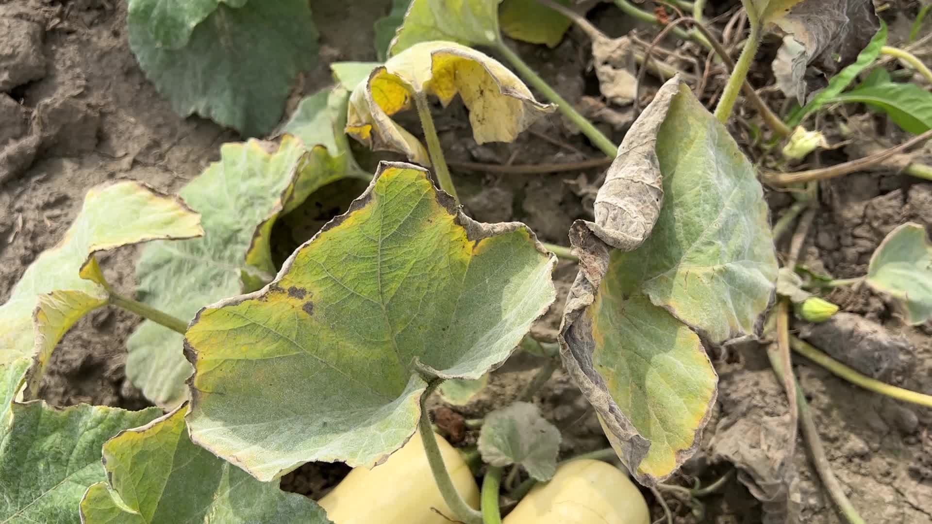 Agriculture in Canada