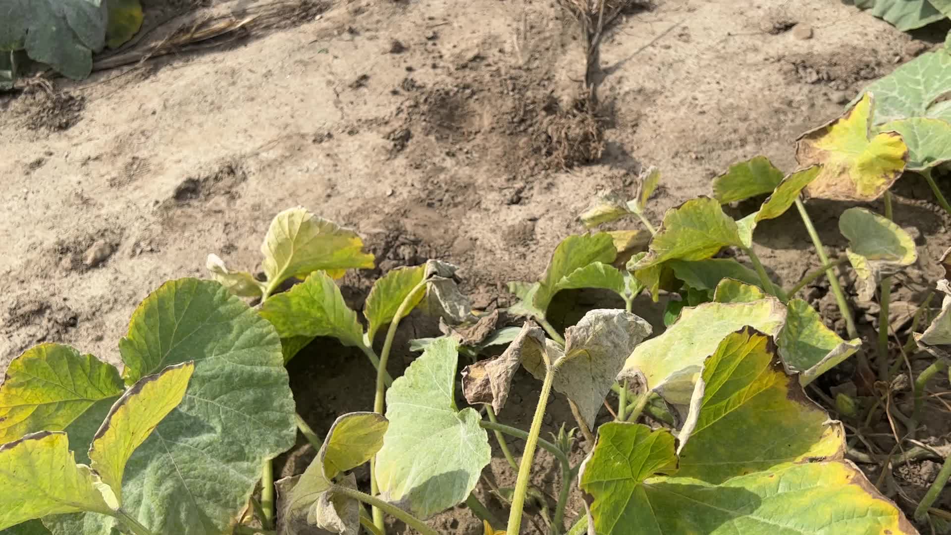 Agriculture in Canada