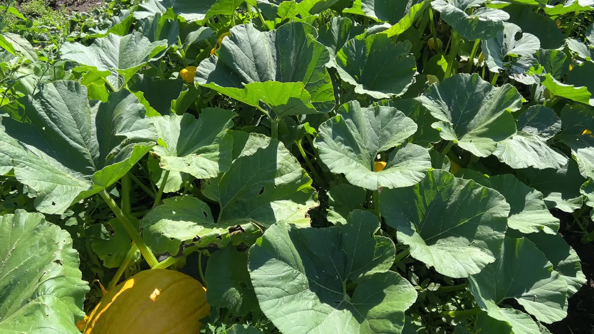 Agriculture in Canada