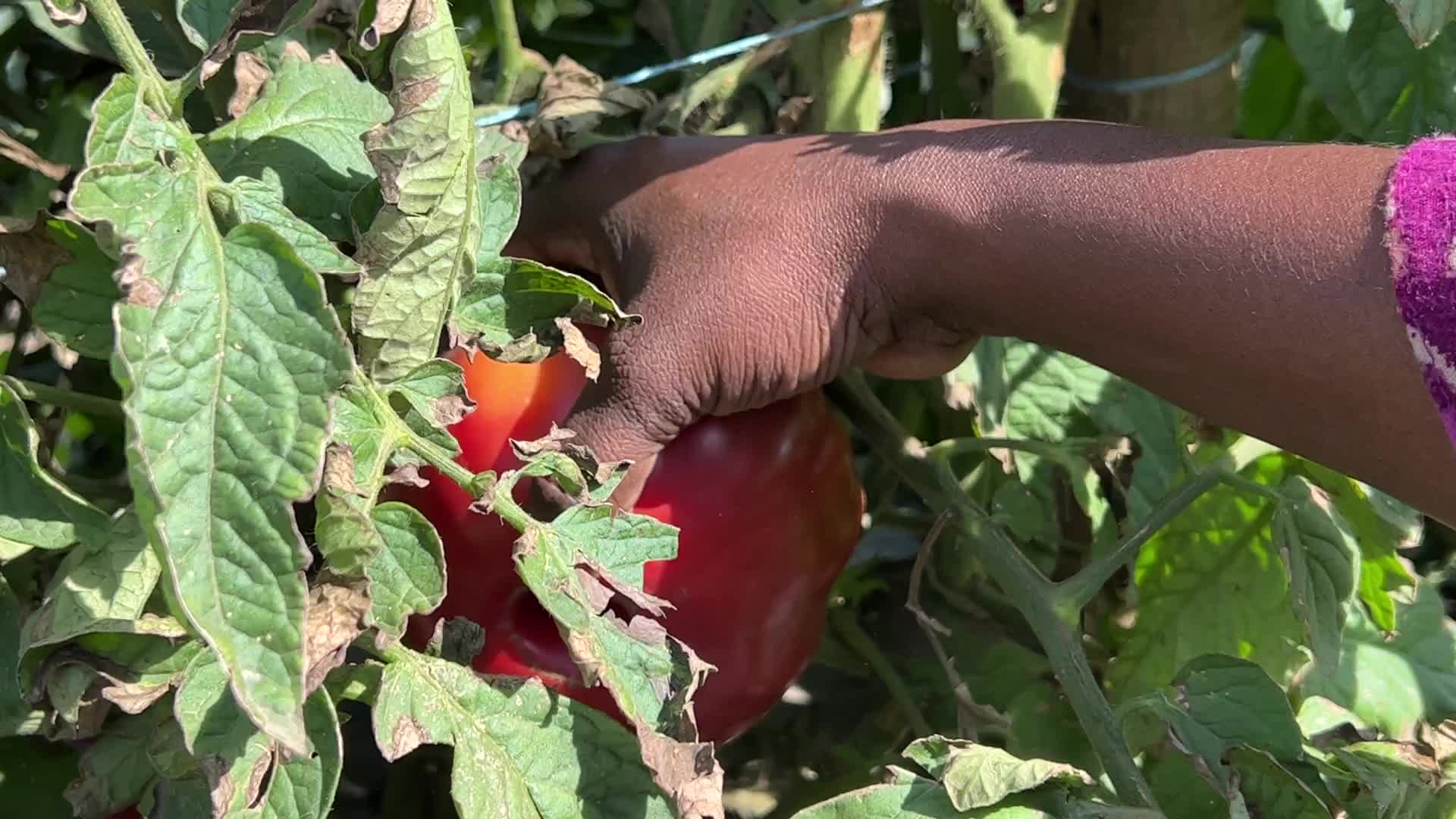 Agriculture in Canada