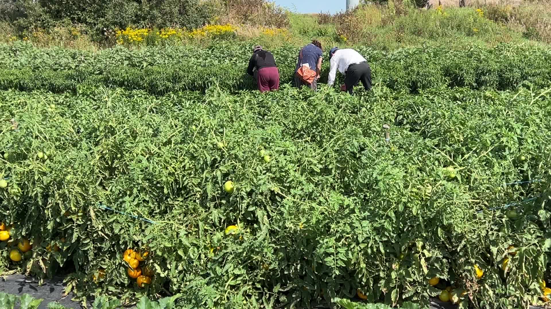 Agriculture in Canada