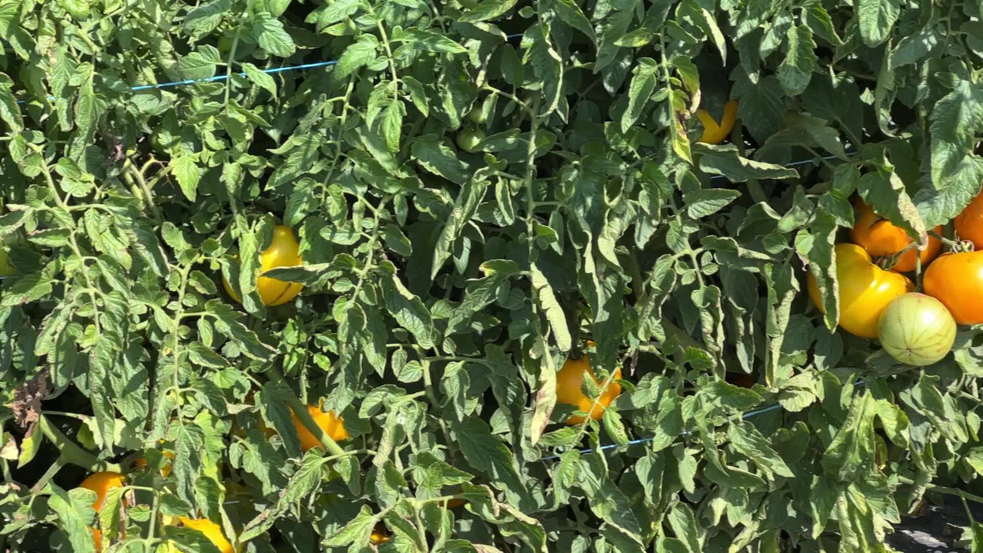 Agriculture in Canada