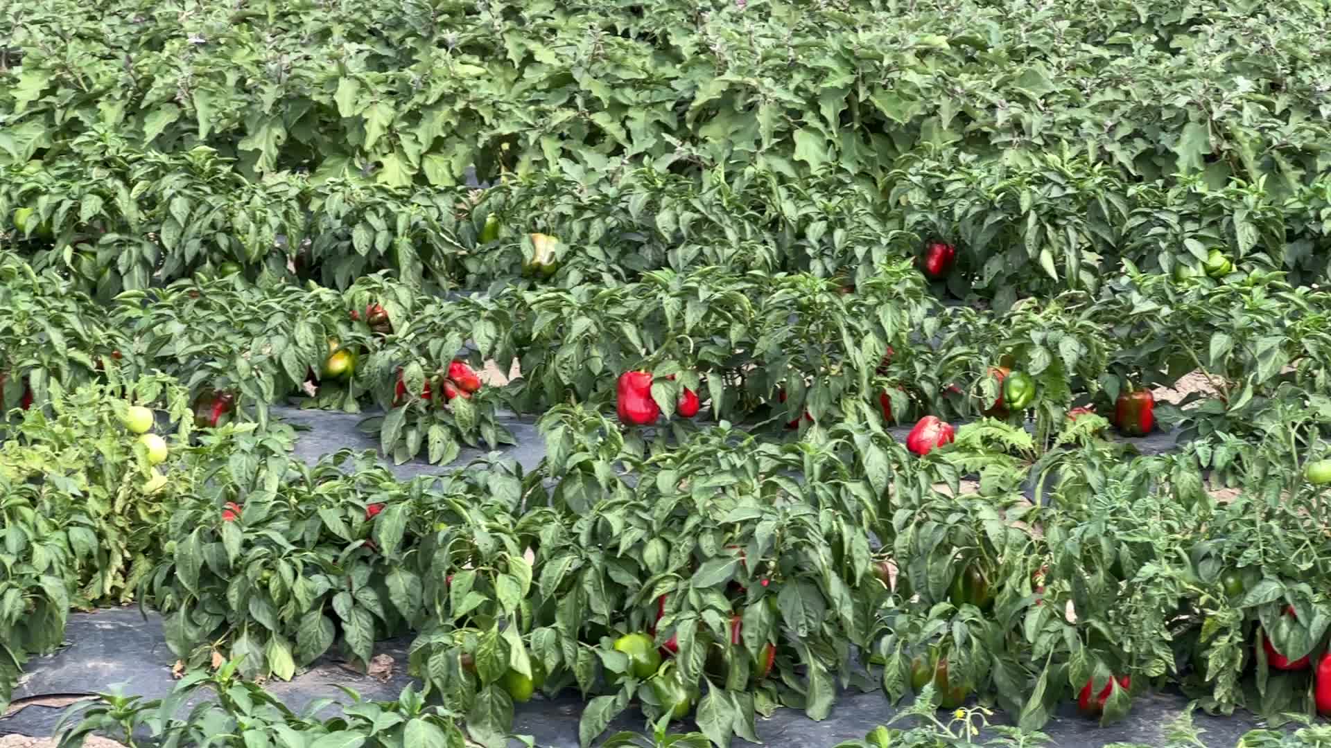 Agriculture in Canada