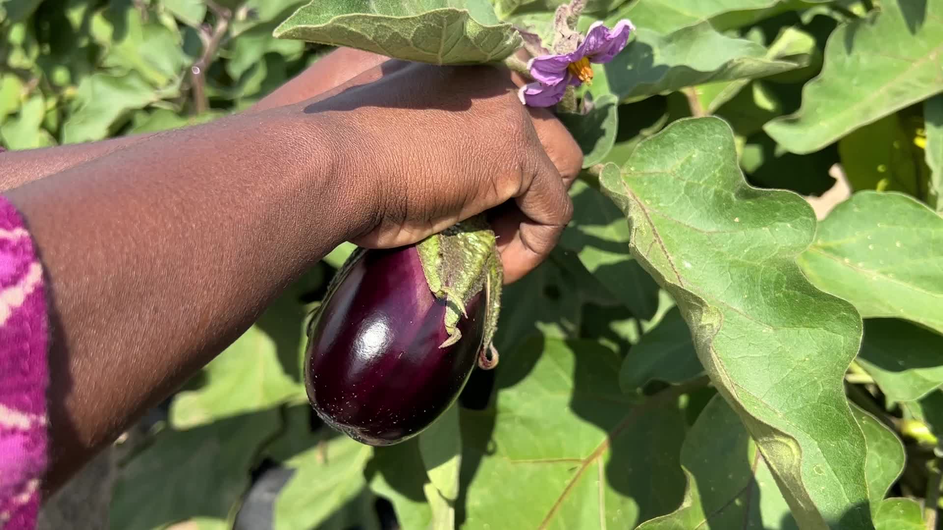 Agriculture in Canada