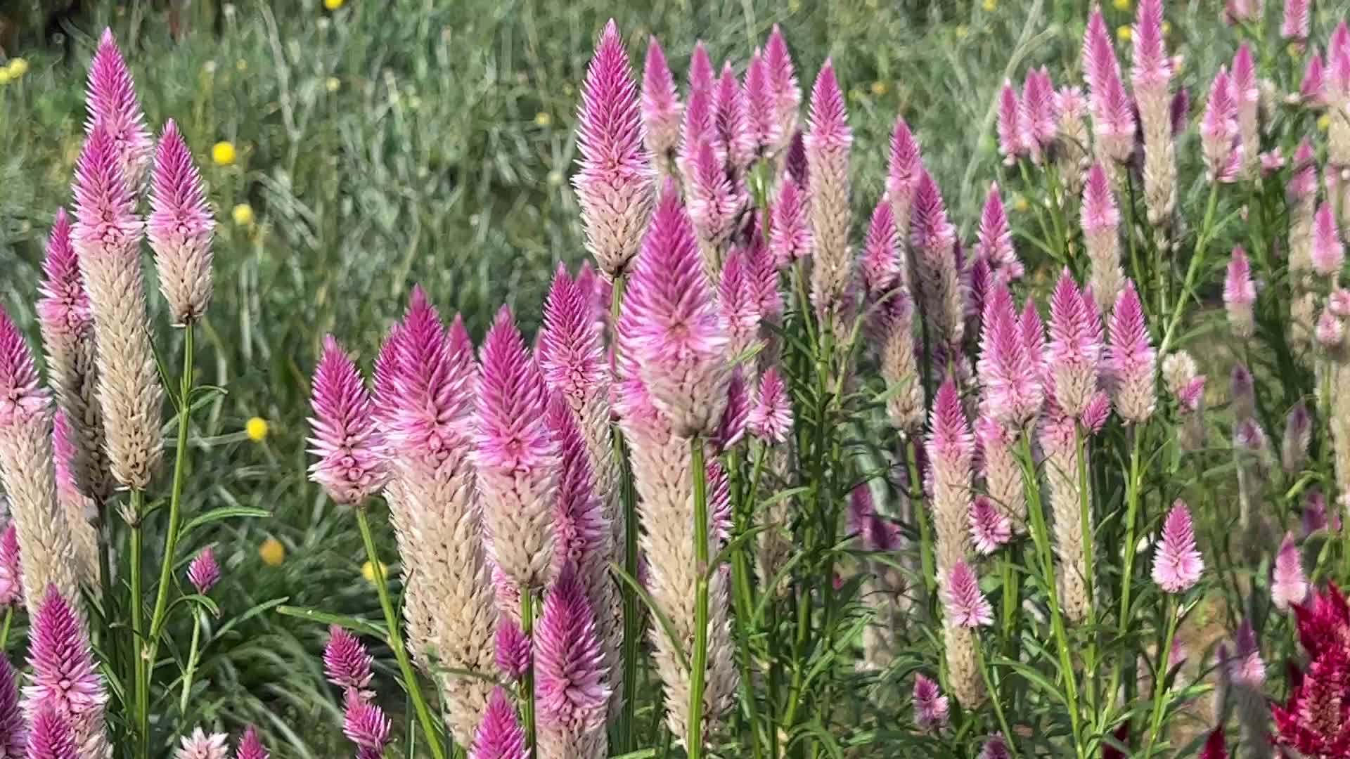 Flower farm