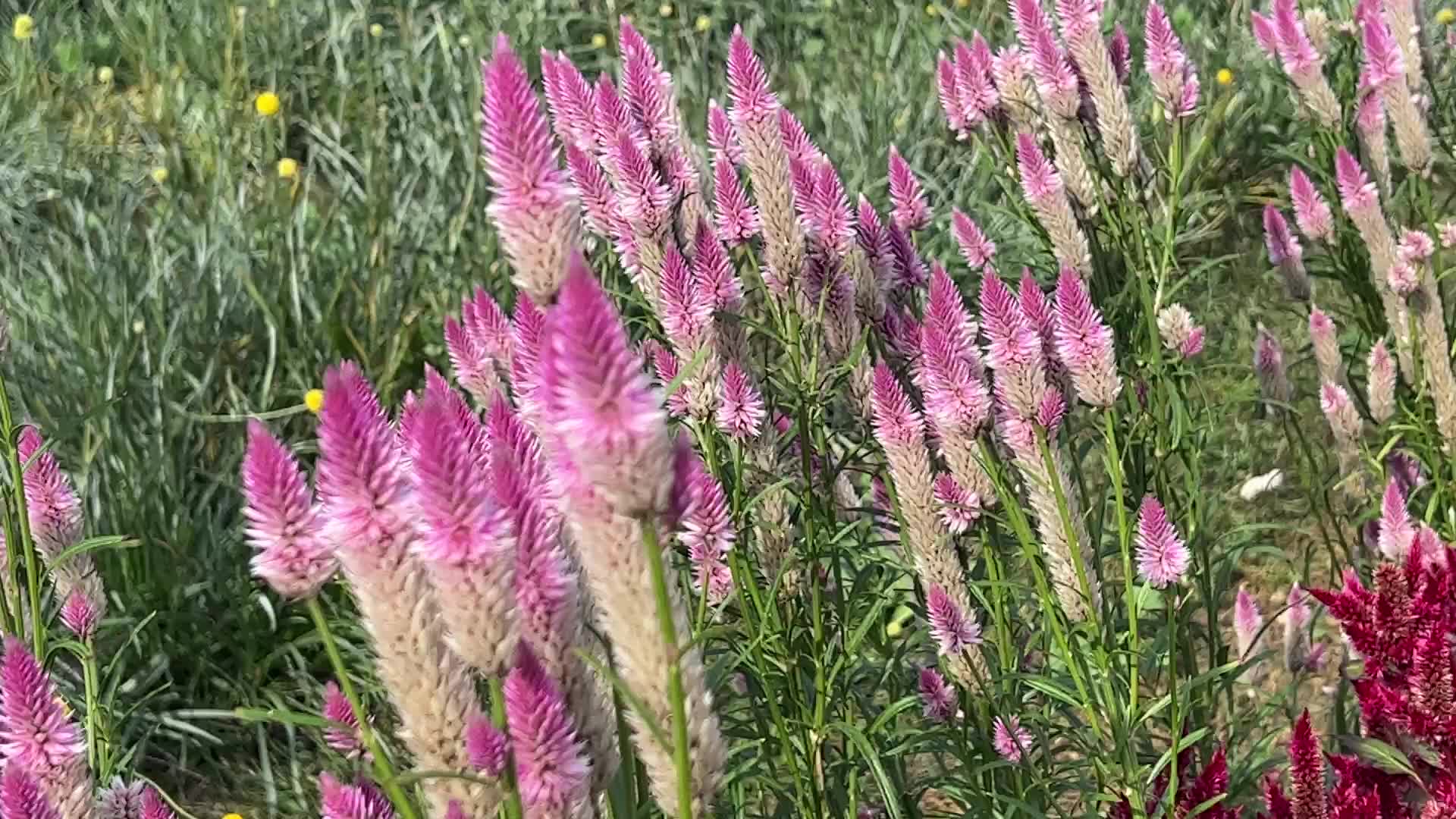 Flower farm