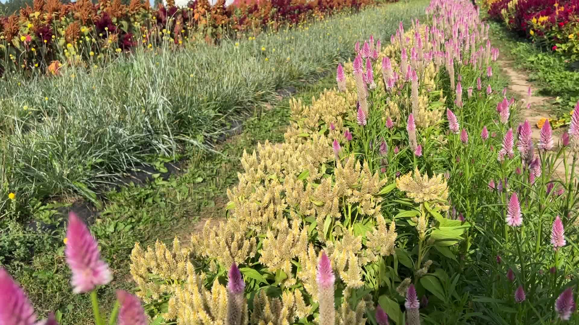 Flower farm