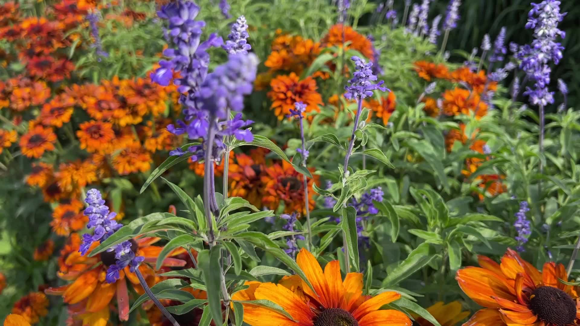 Flower farm
