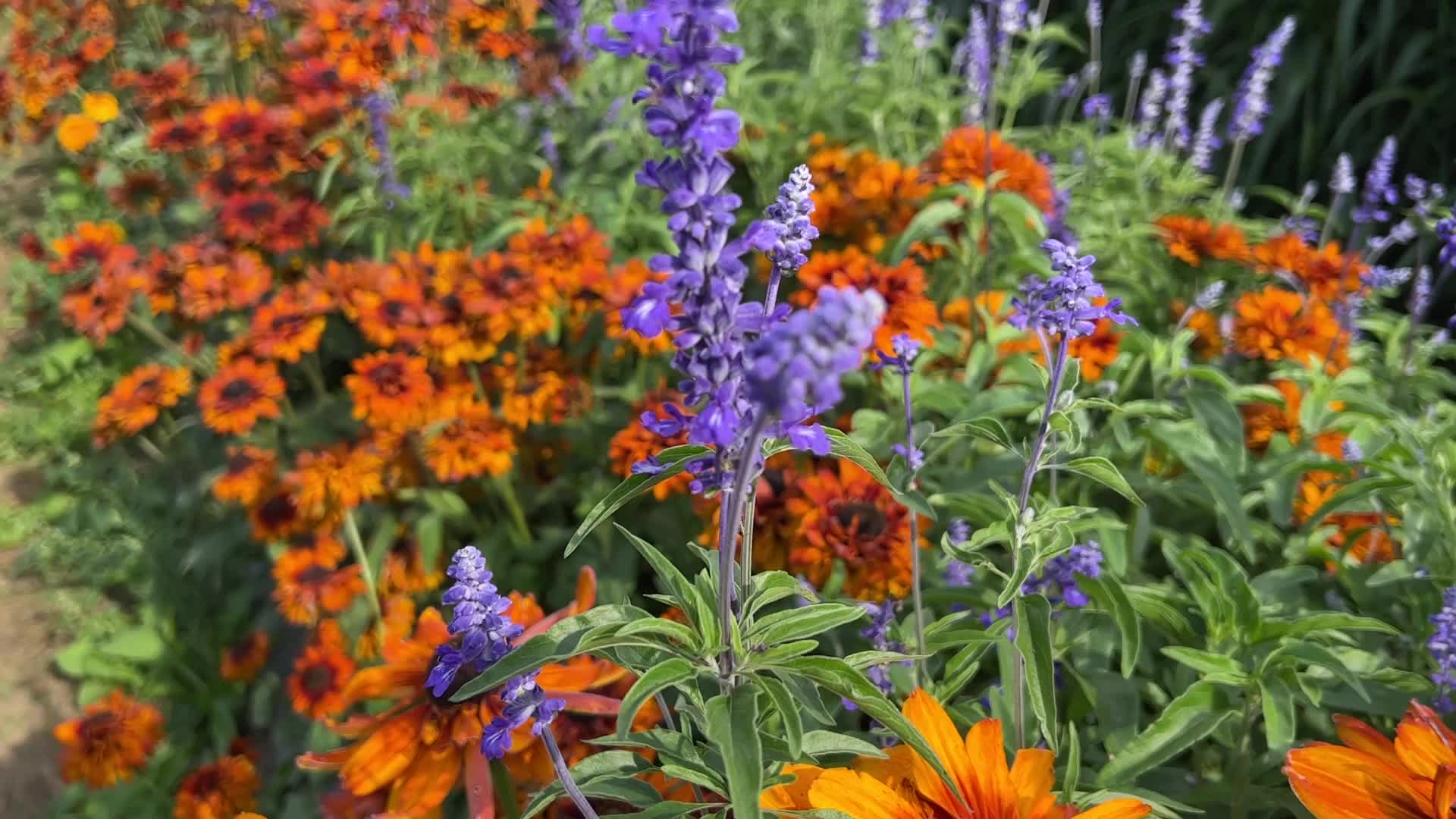 Flower farm
