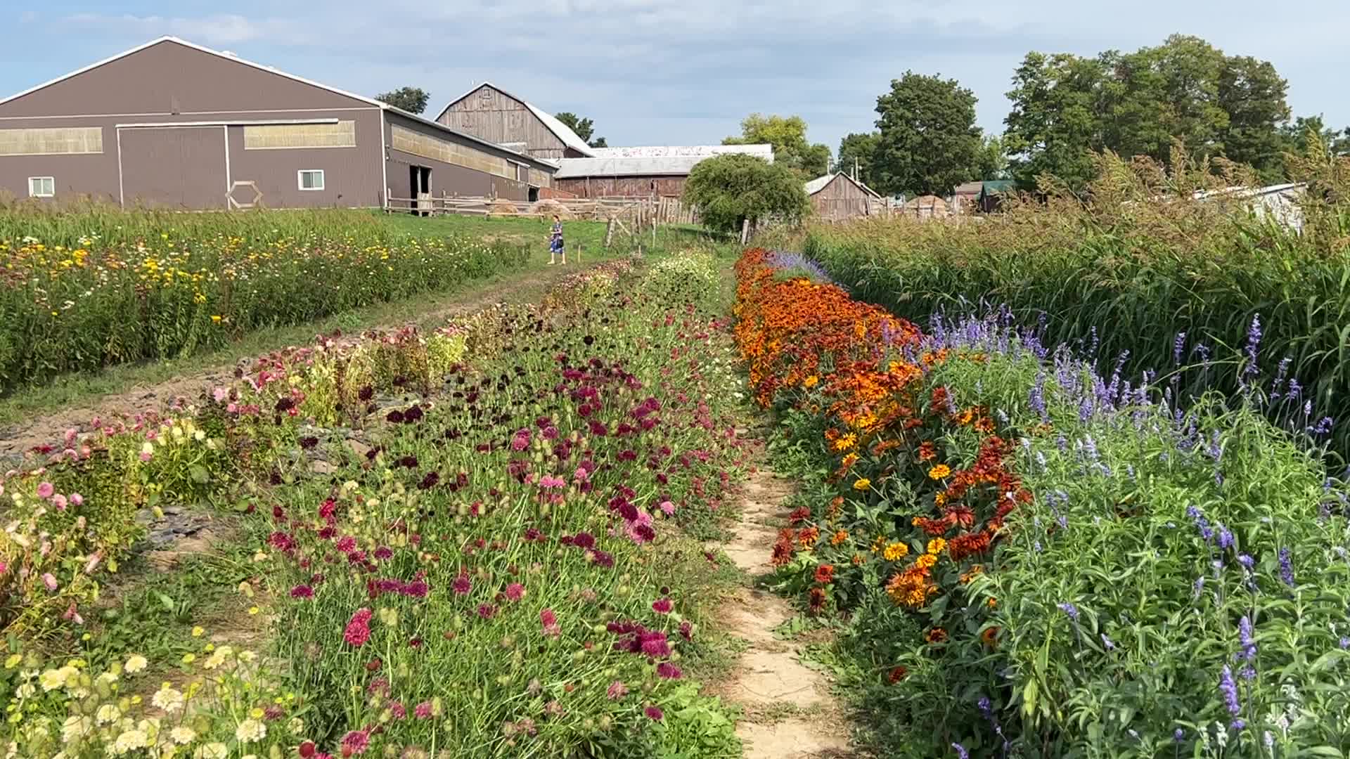 Flower farm