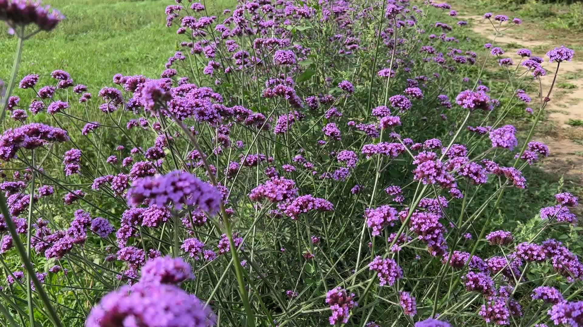 Flower farm