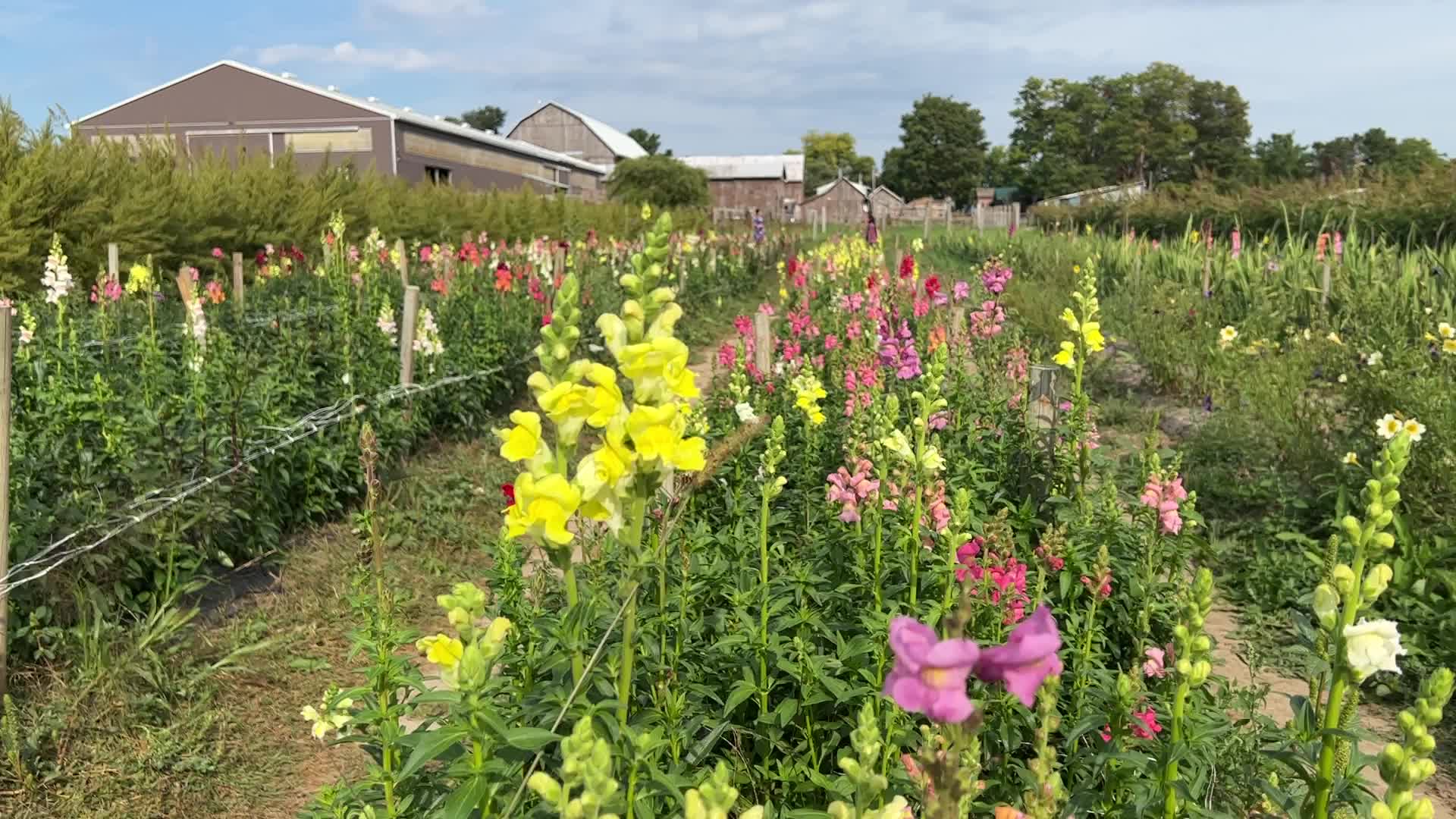 Flower farm