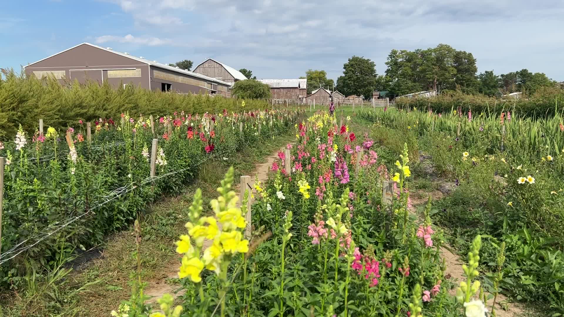 Flower farm