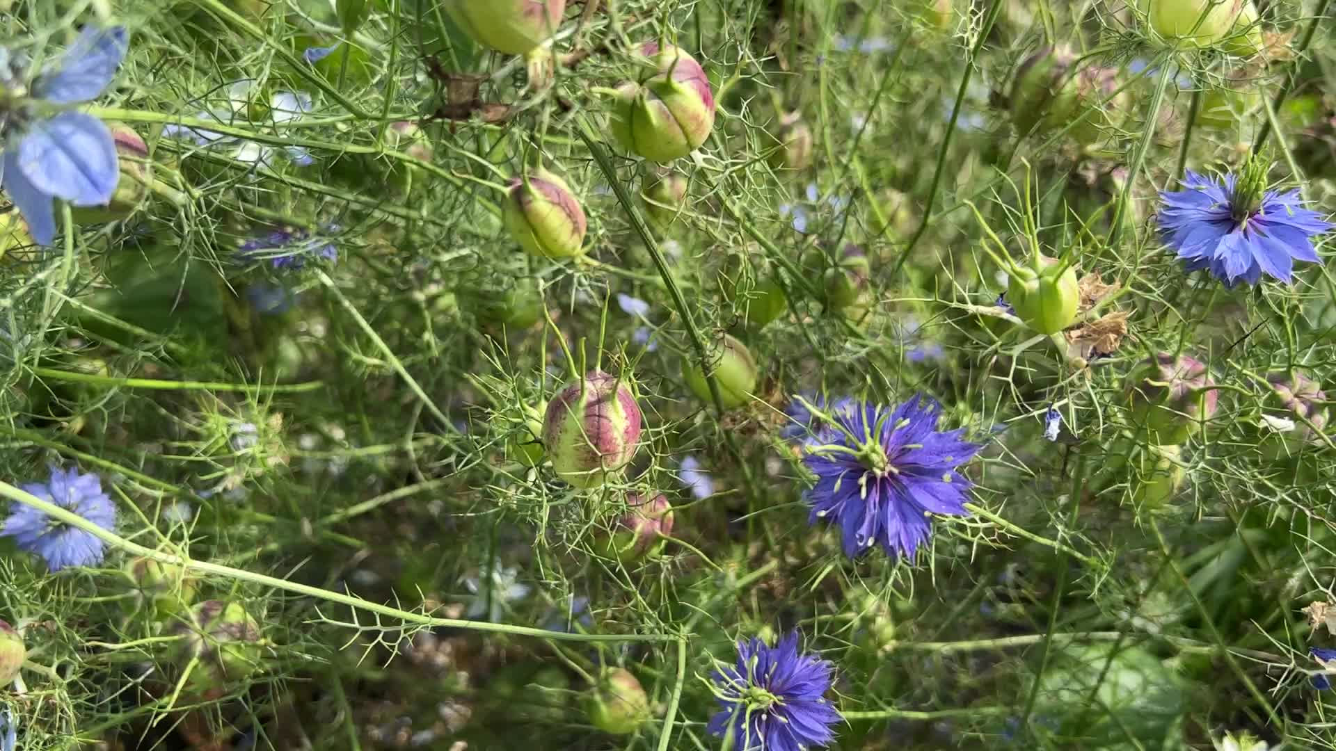 Flower farm