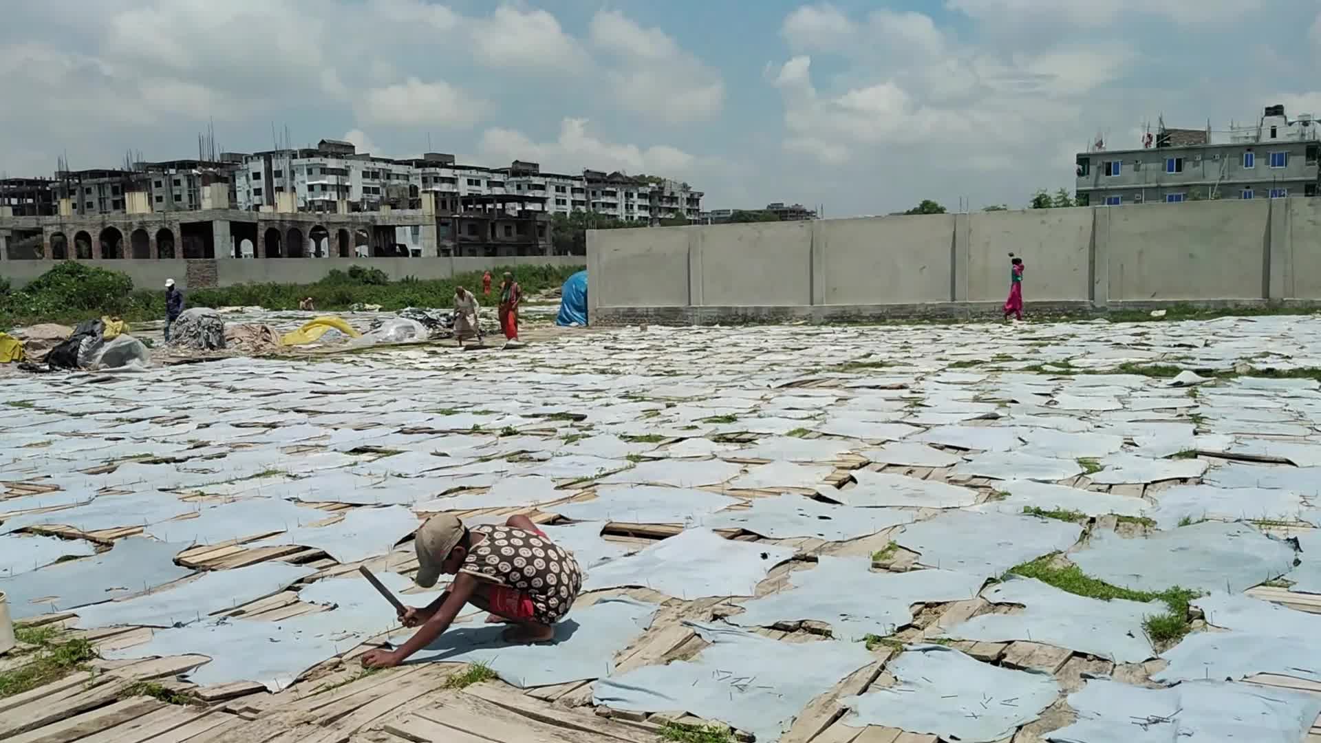 Raw Leather Drying in Dhaka
