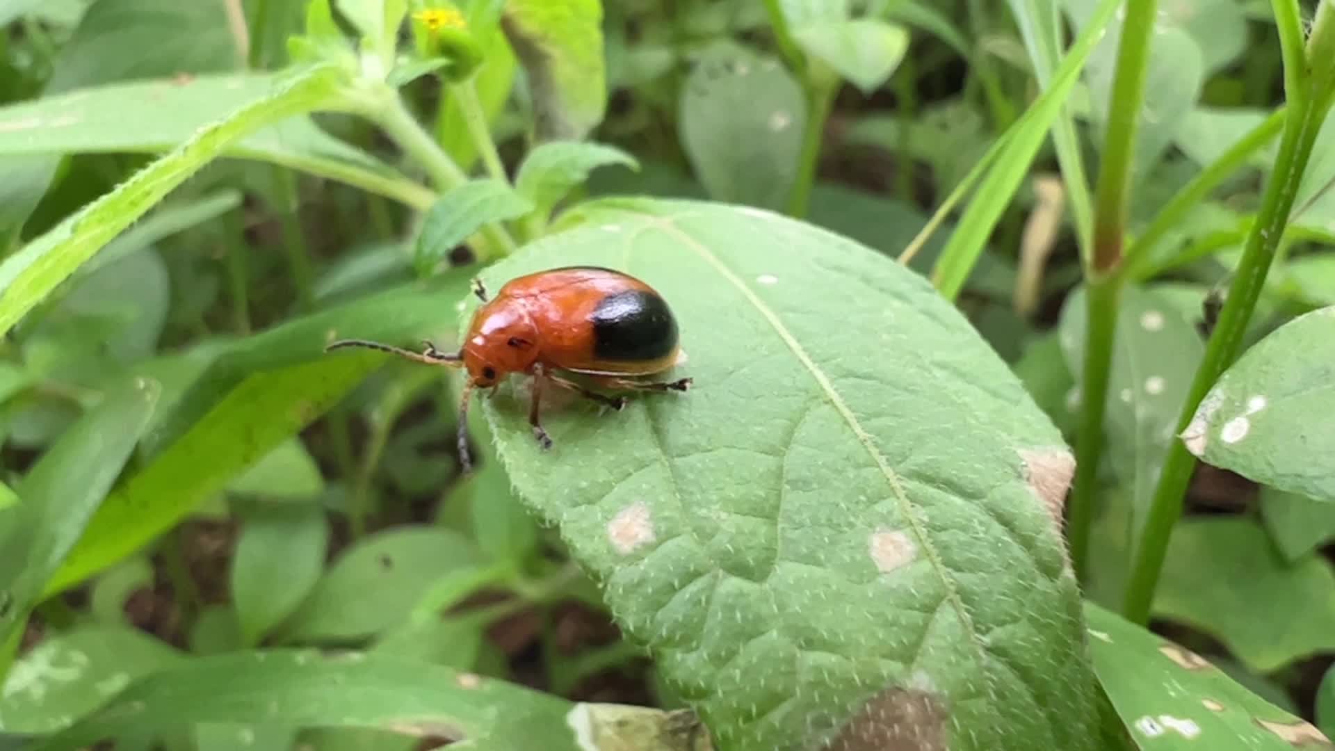 Leaf beetle