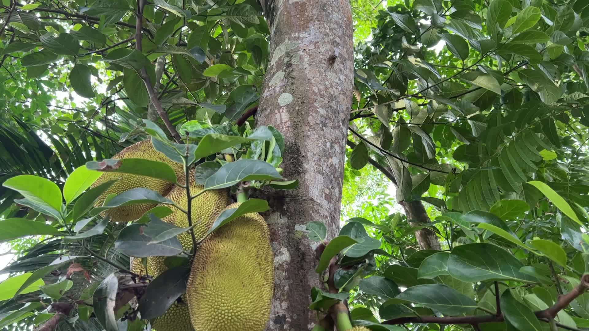 Jackfruit in in Ooruttambalam