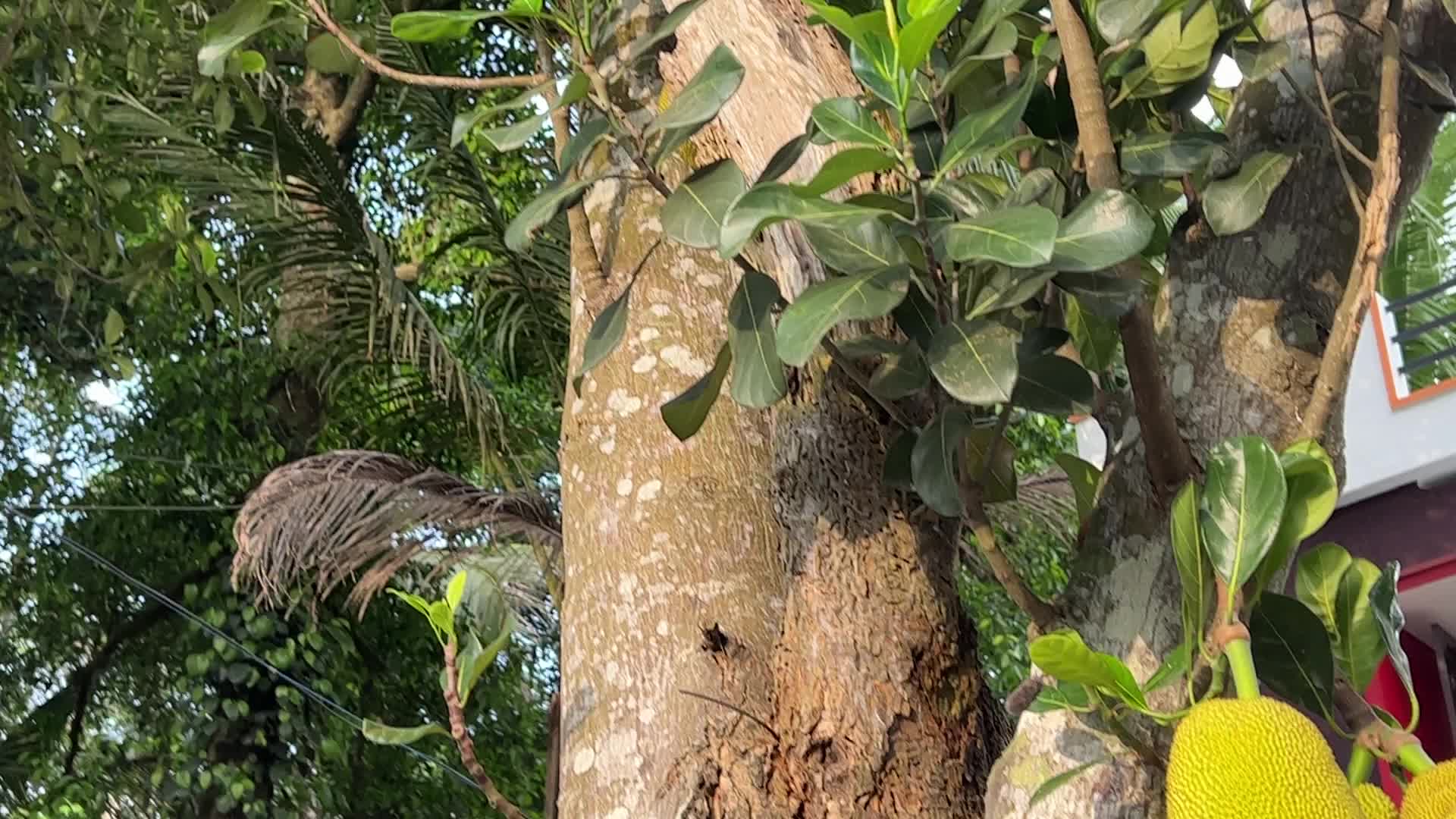 Jackfruit in in Ooruttambalam