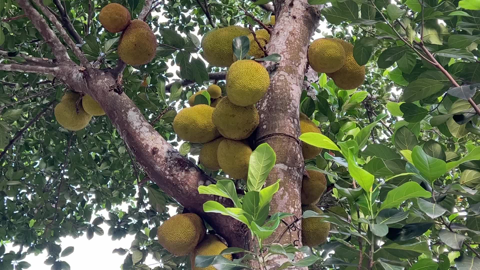 Jackfruit in in Ooruttambalam