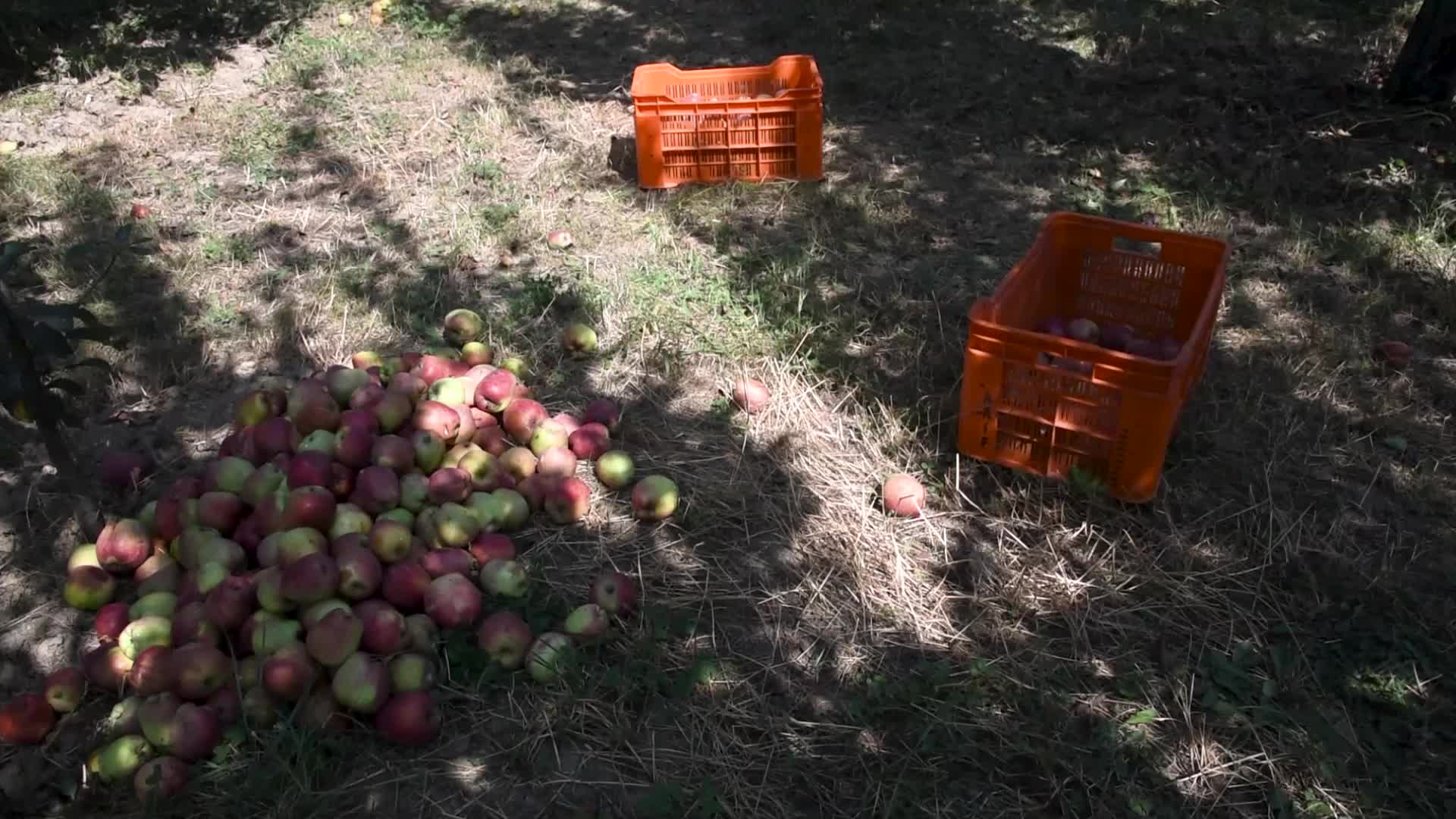 Apple harvesting In Kashmir, India.
