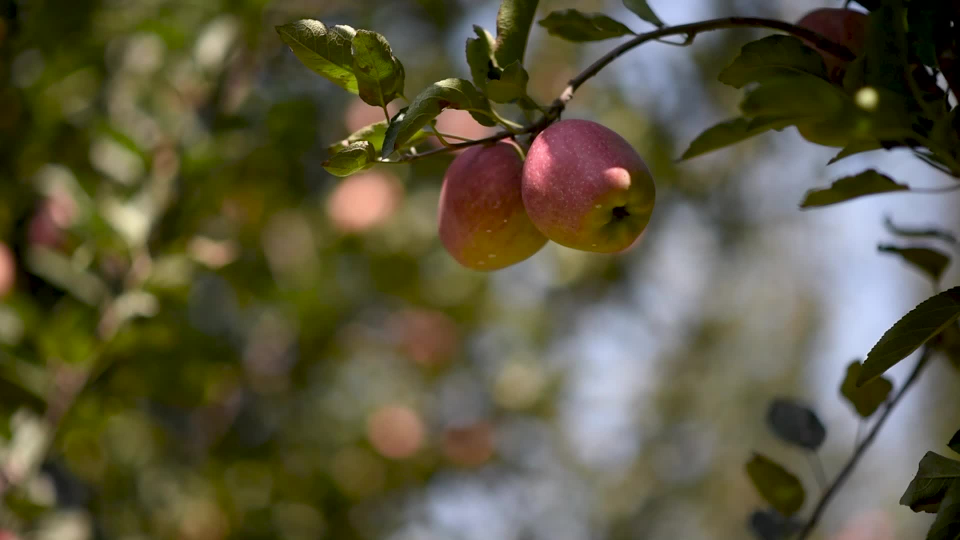 Apple harvesting In Kashmir, India.