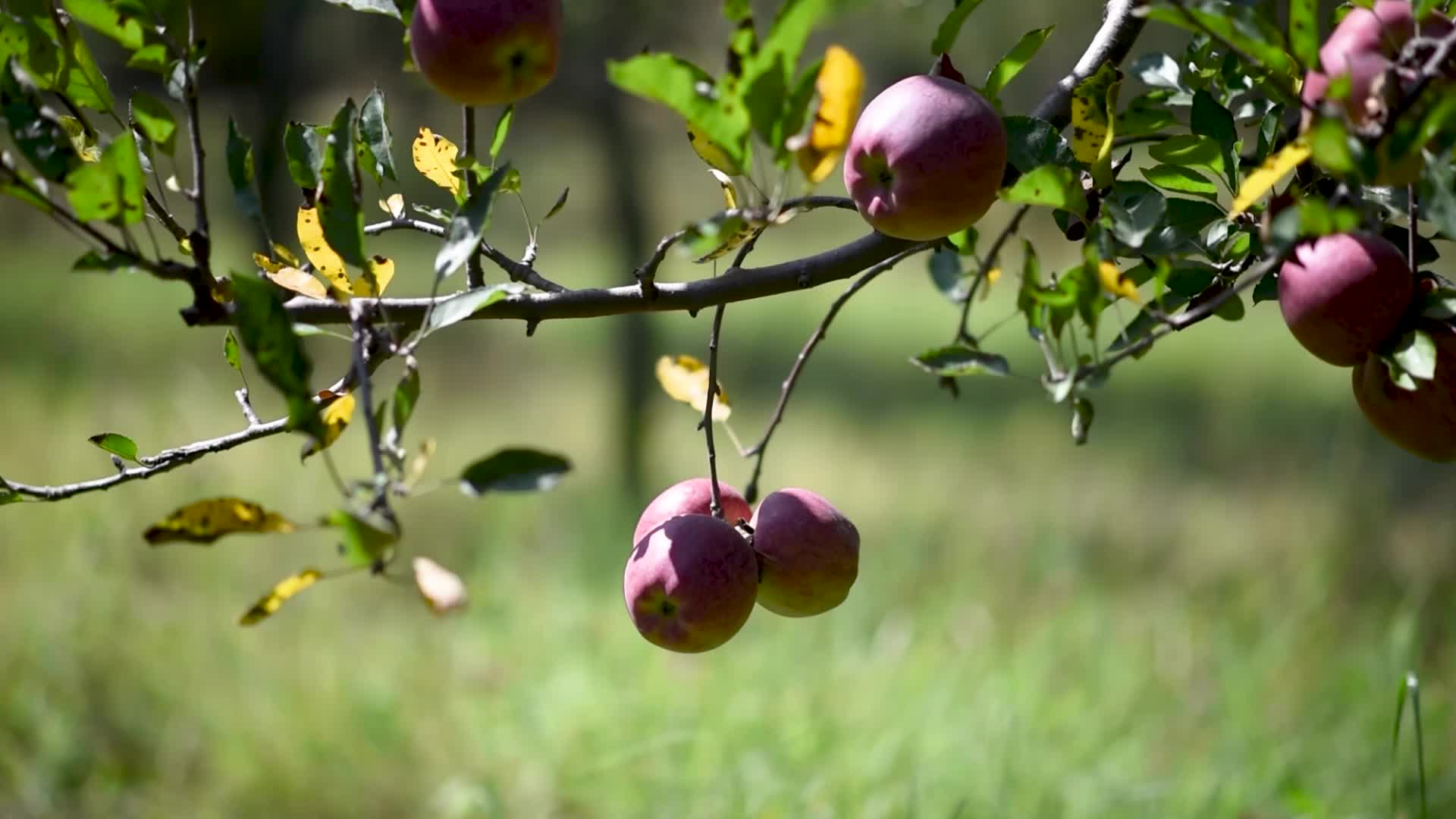 Apple harvesting In Kashmir, India.