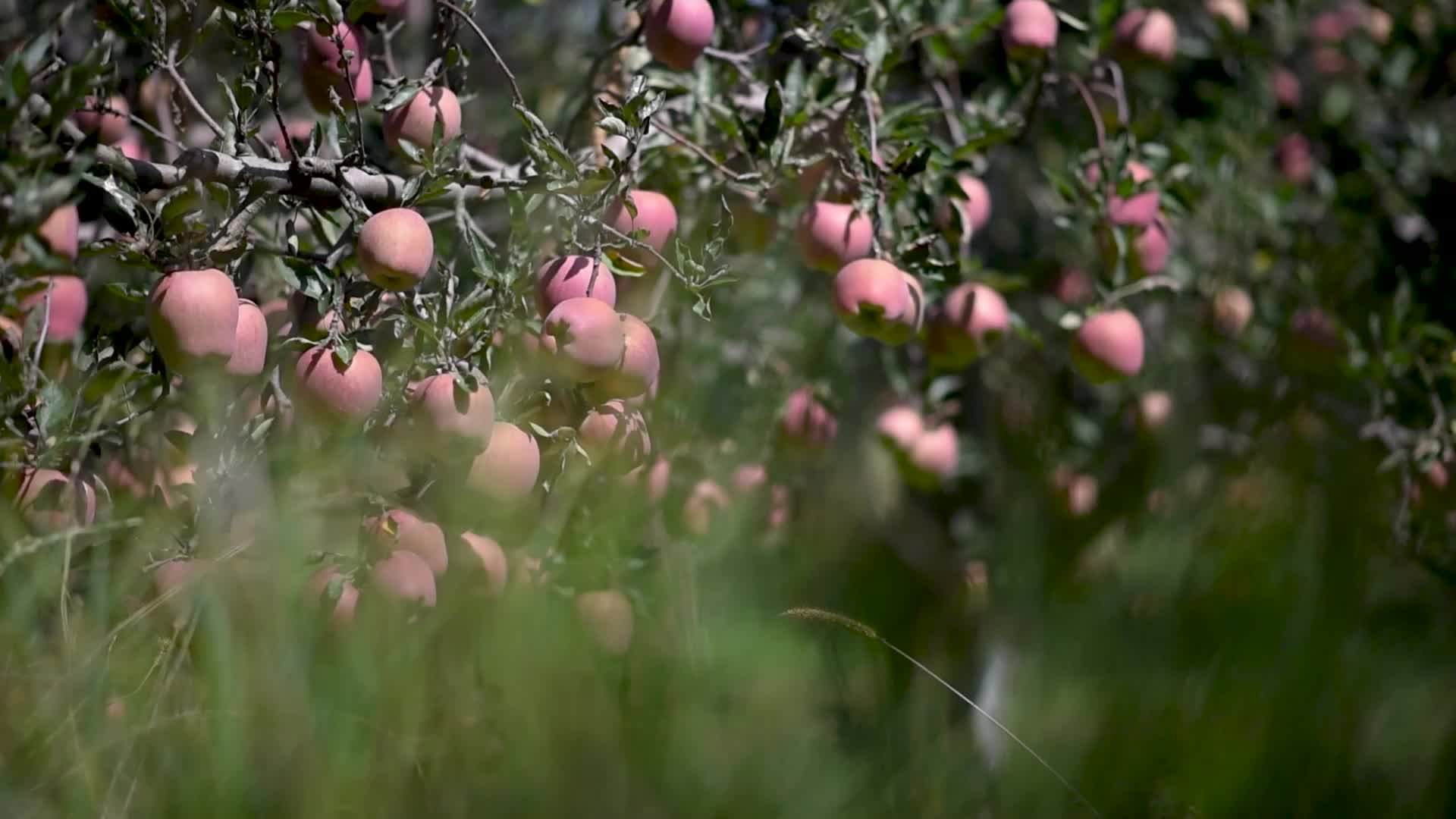 Apple harvesting In Kashmir, India.