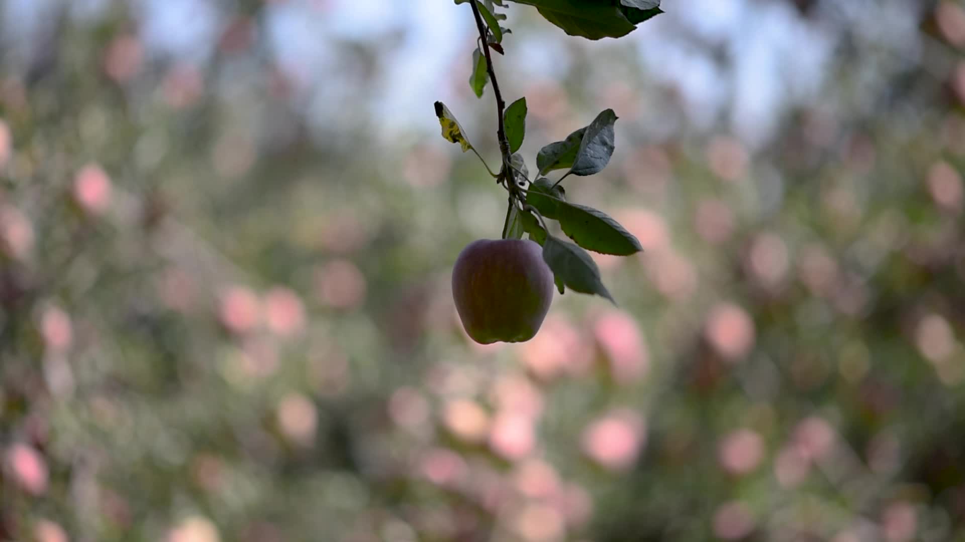 Apple harvesting In Kashmir, India.