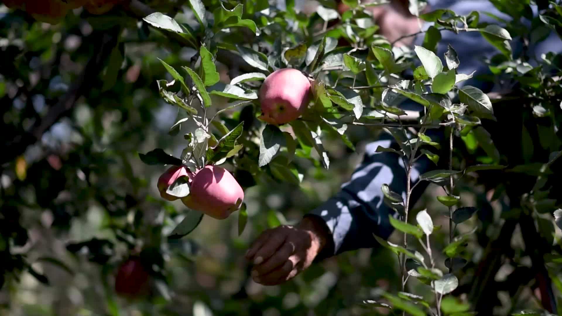 Apple harvesting In Kashmir, India.