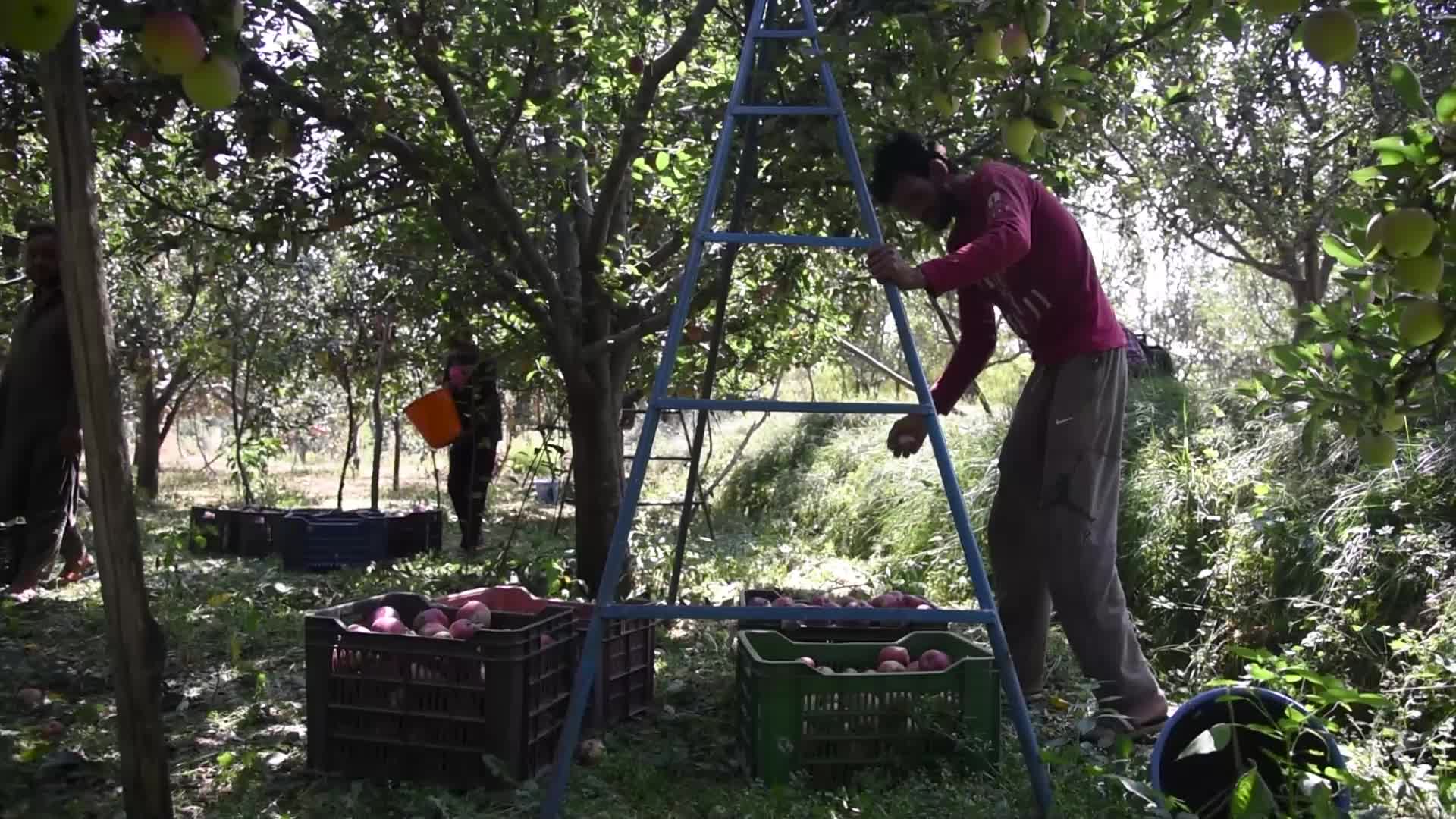 Apple harvesting In Kashmir, India.