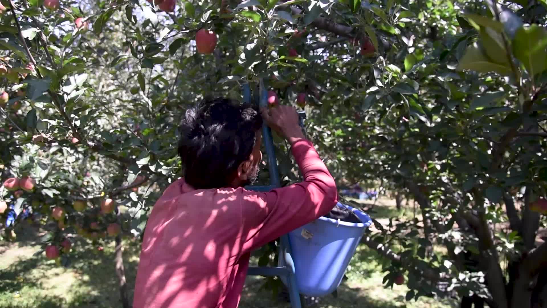 Apple harvesting In Kashmir, India.
