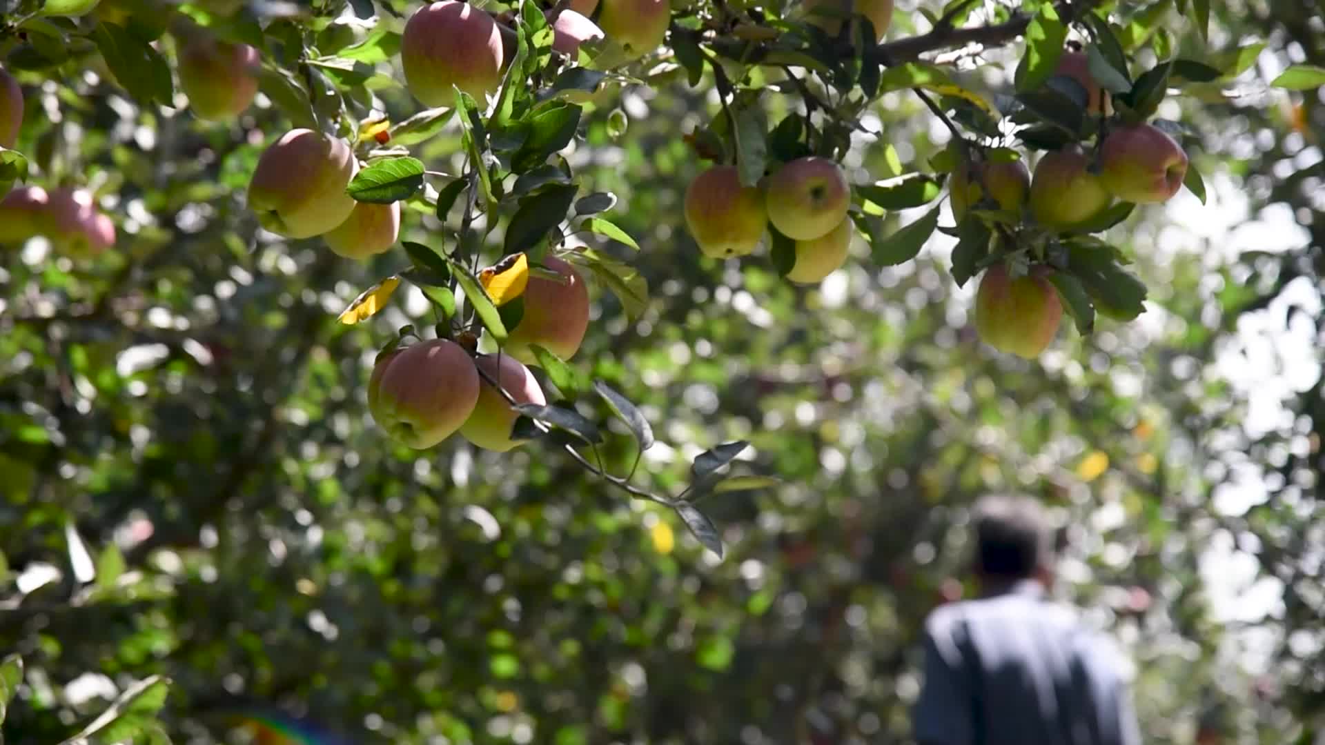 Apple harvesting In Kashmir, India.
