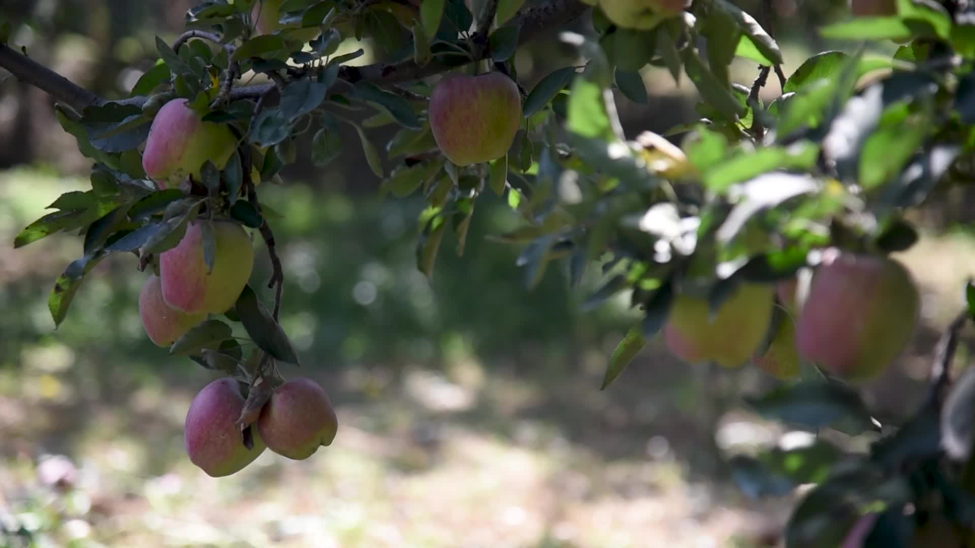 Apple harvesting In Kashmir, India.