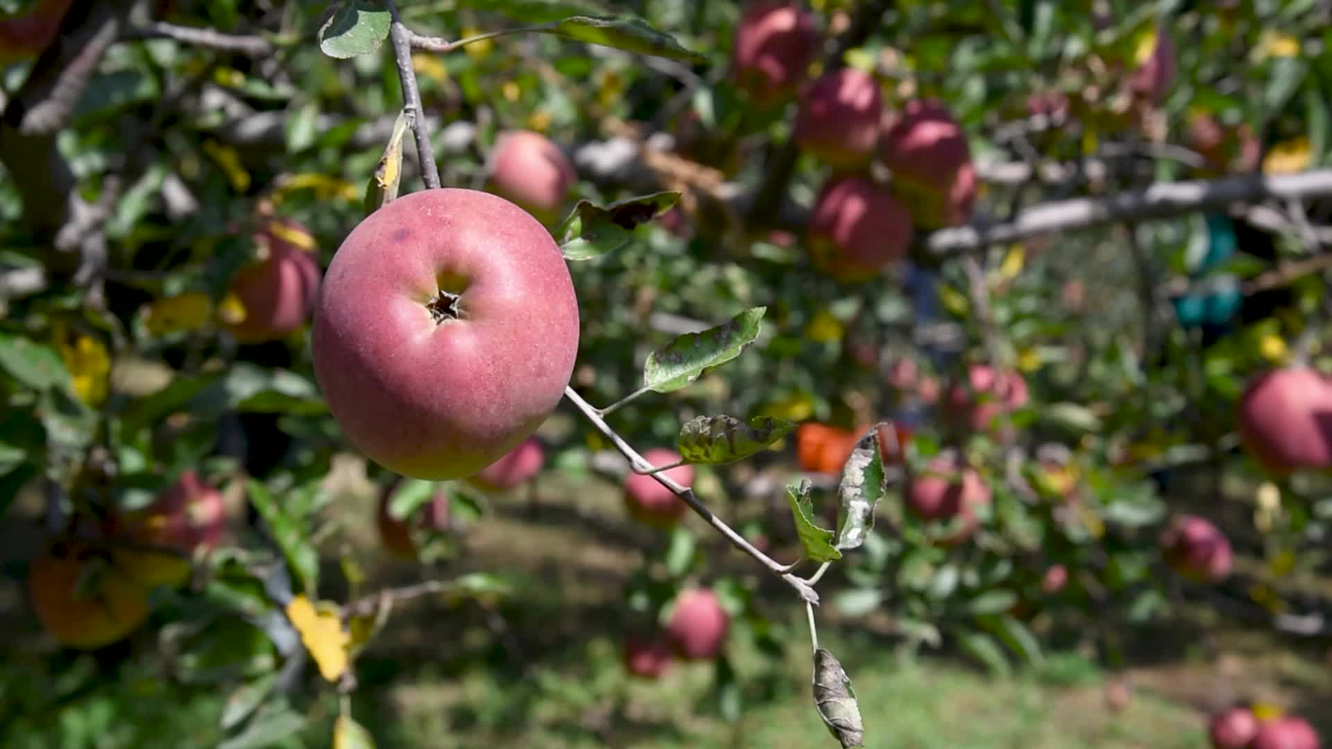 Apple harvesting In Kashmir, India.