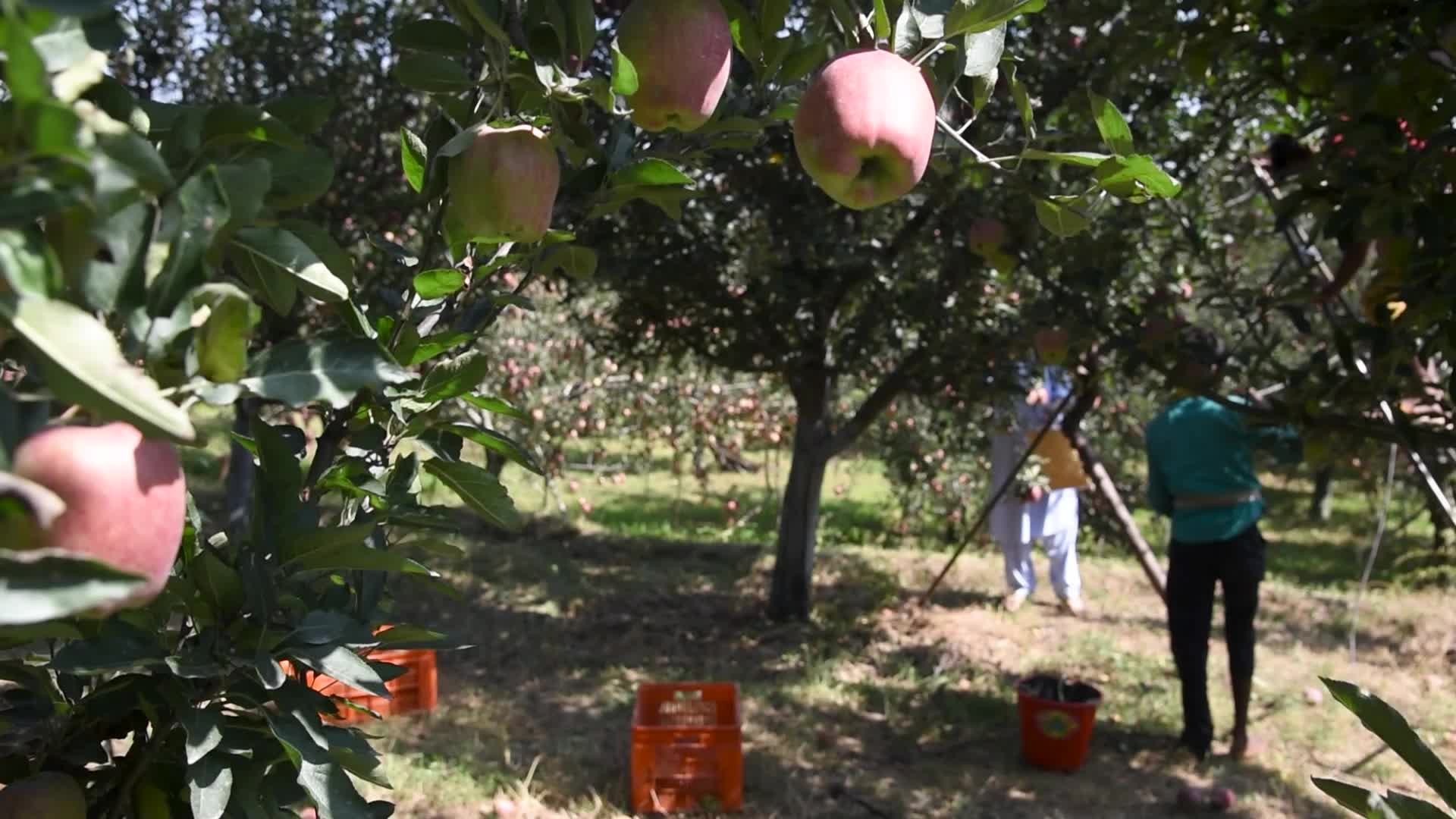 Apple harvesting In Kashmir, India.