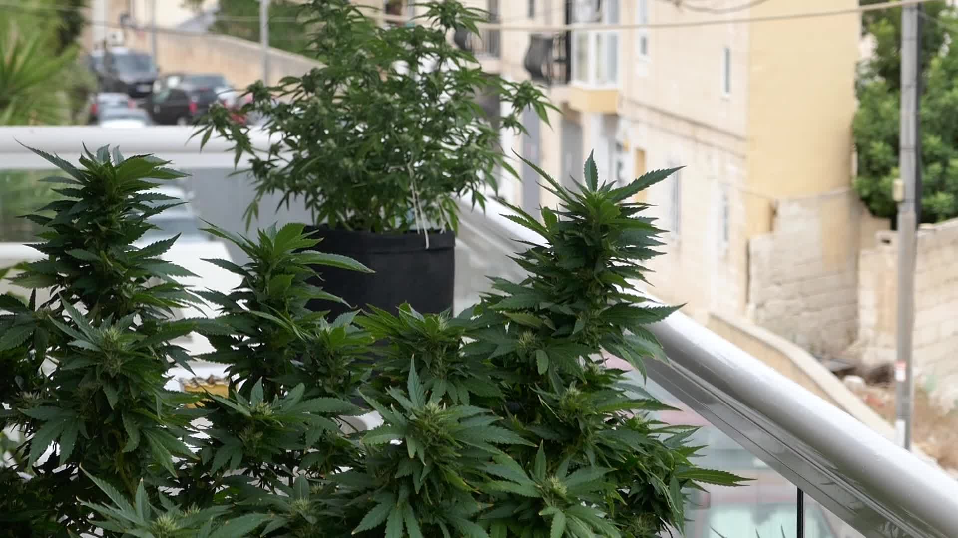 Cannabis In Malta