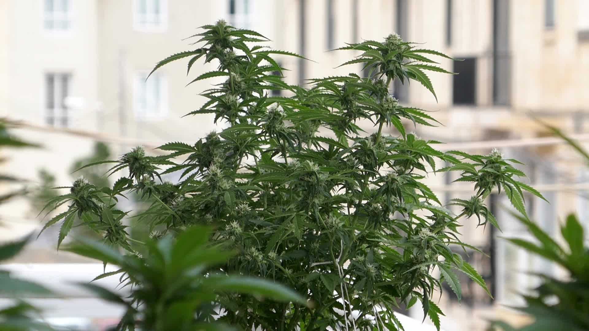 Cannabis In Malta