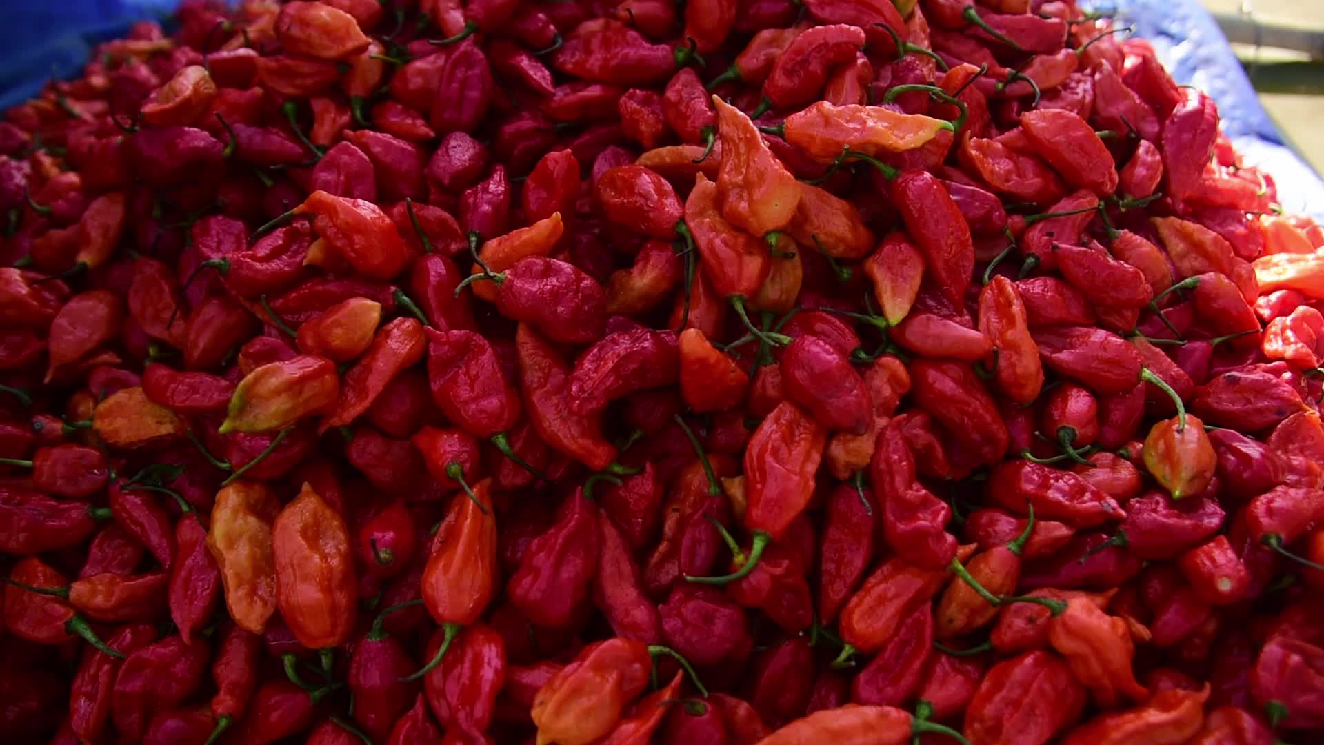 Ghost pepper in India
