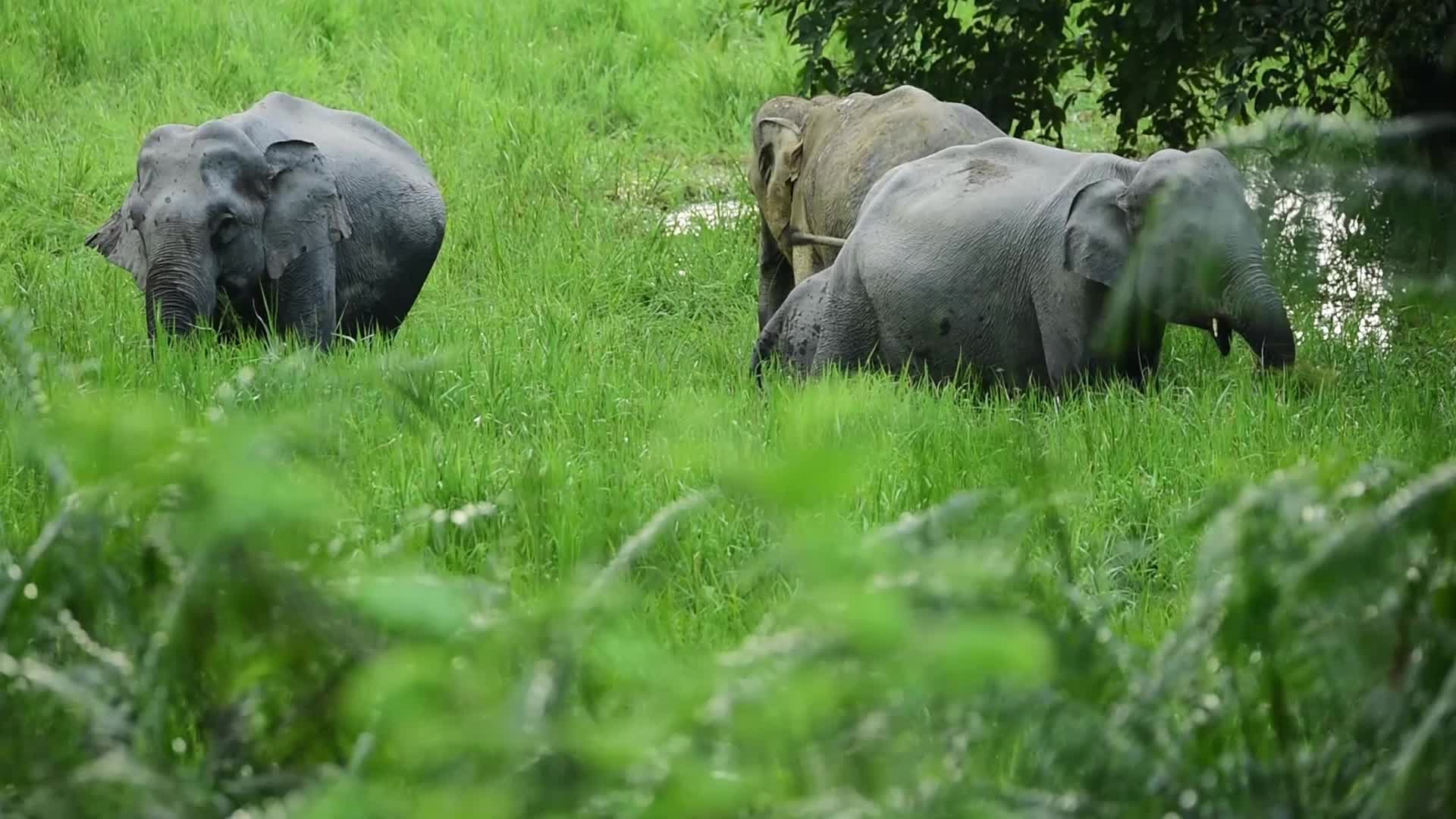 Wild elephant in India