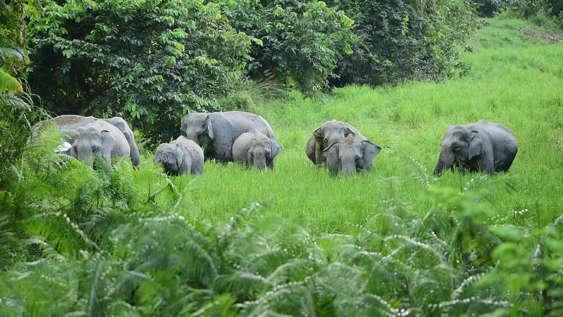 Wild elephant in India