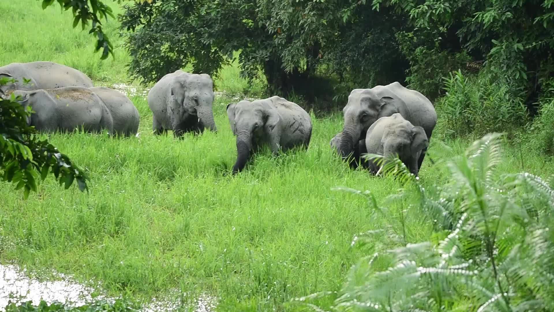 Wild elephant in India