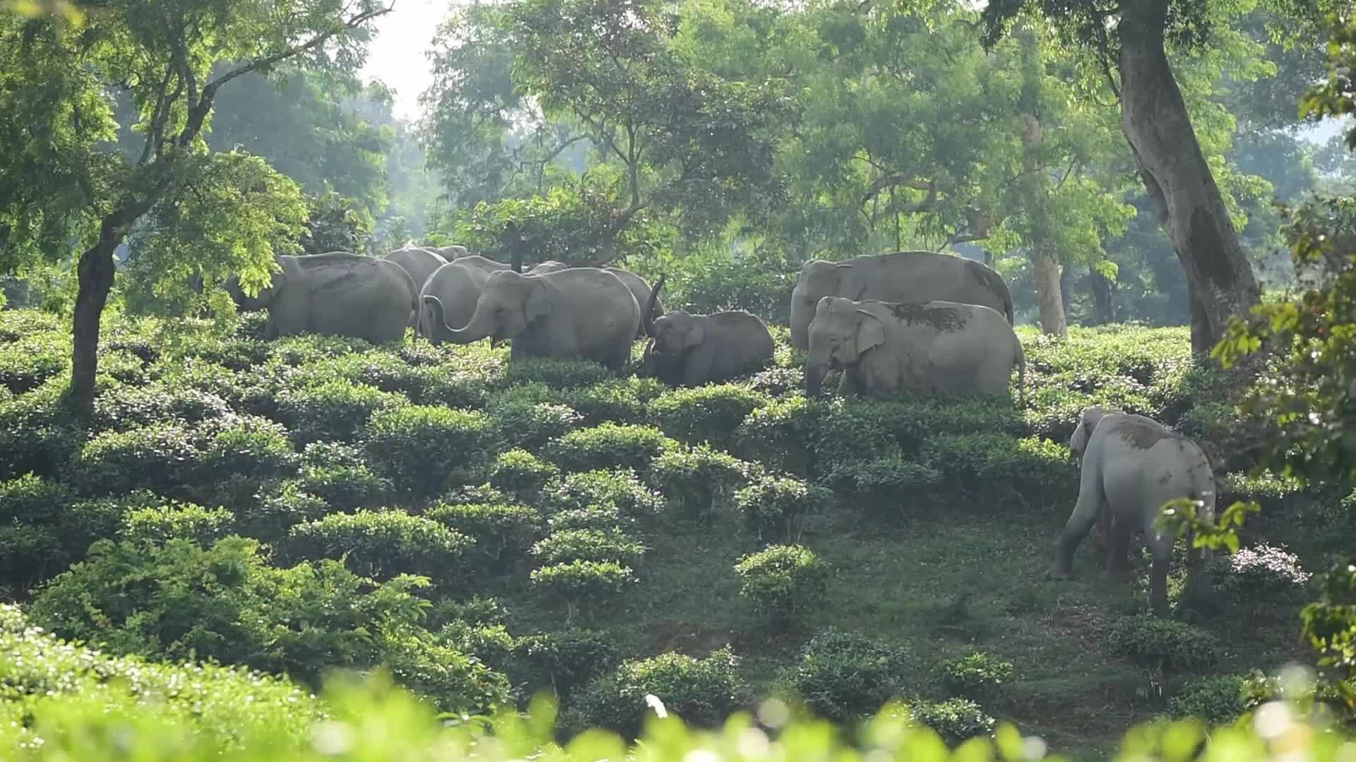 Wild elephant in India
