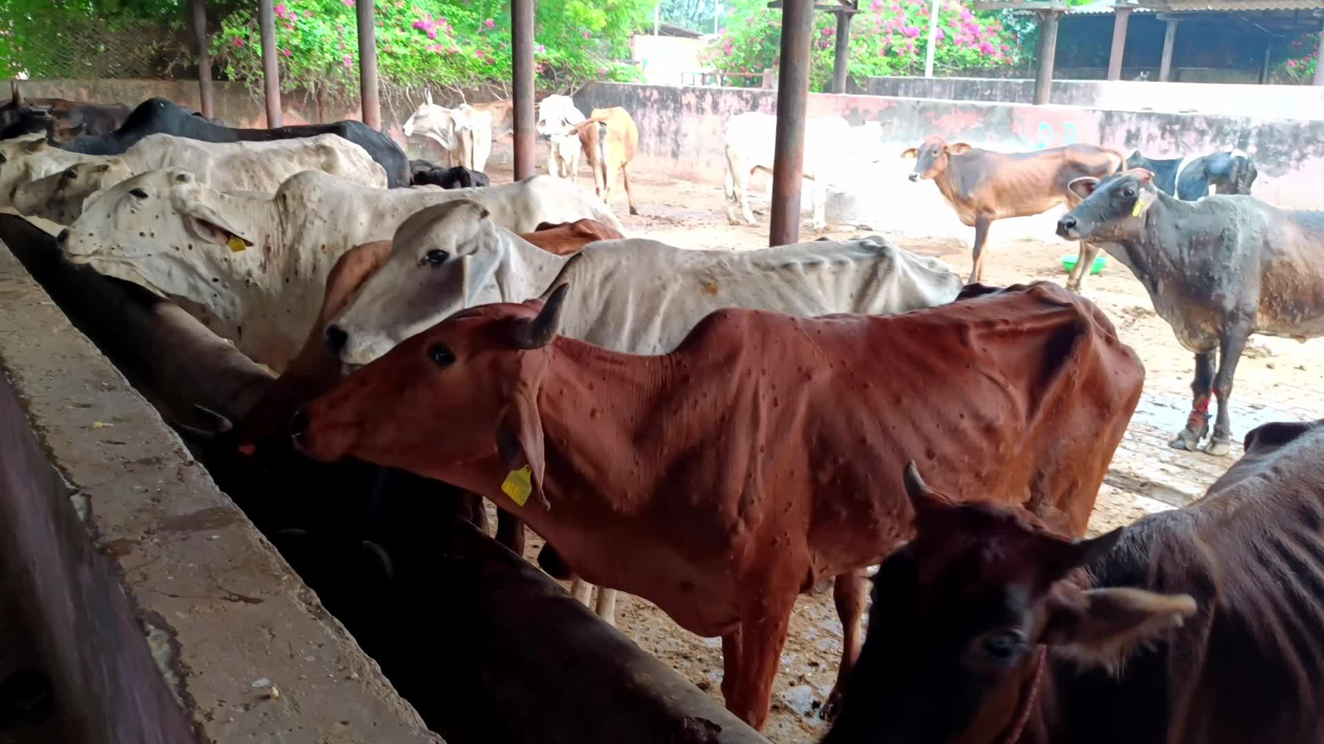 Lumpy Skin Disease Outbreak In Cattle In Rajasthan