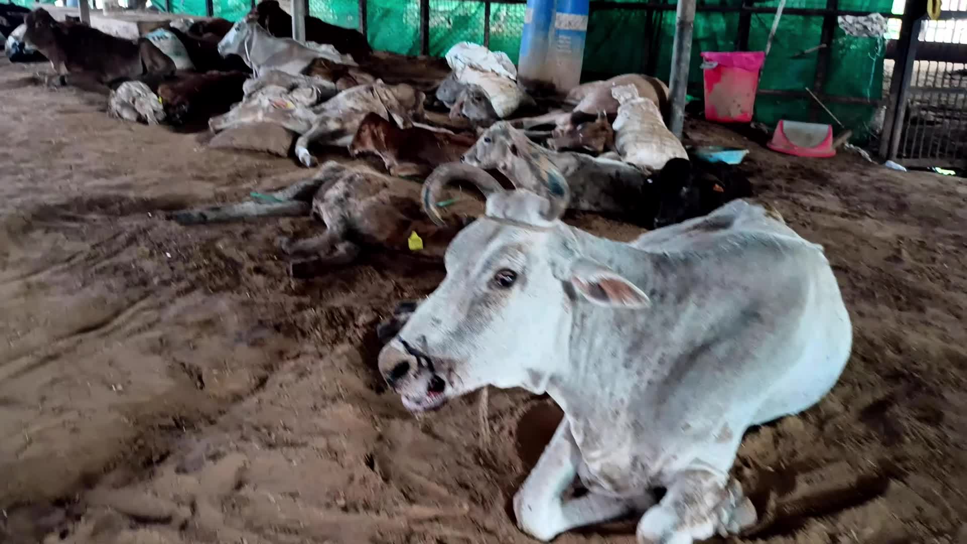 Lumpy Skin Disease Outbreak In Cattle In Rajasthan