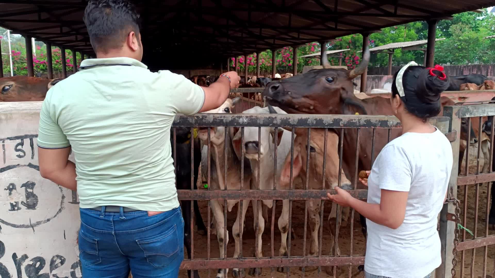 Lumpy Skin Disease Outbreak In Cattle In Rajasthan