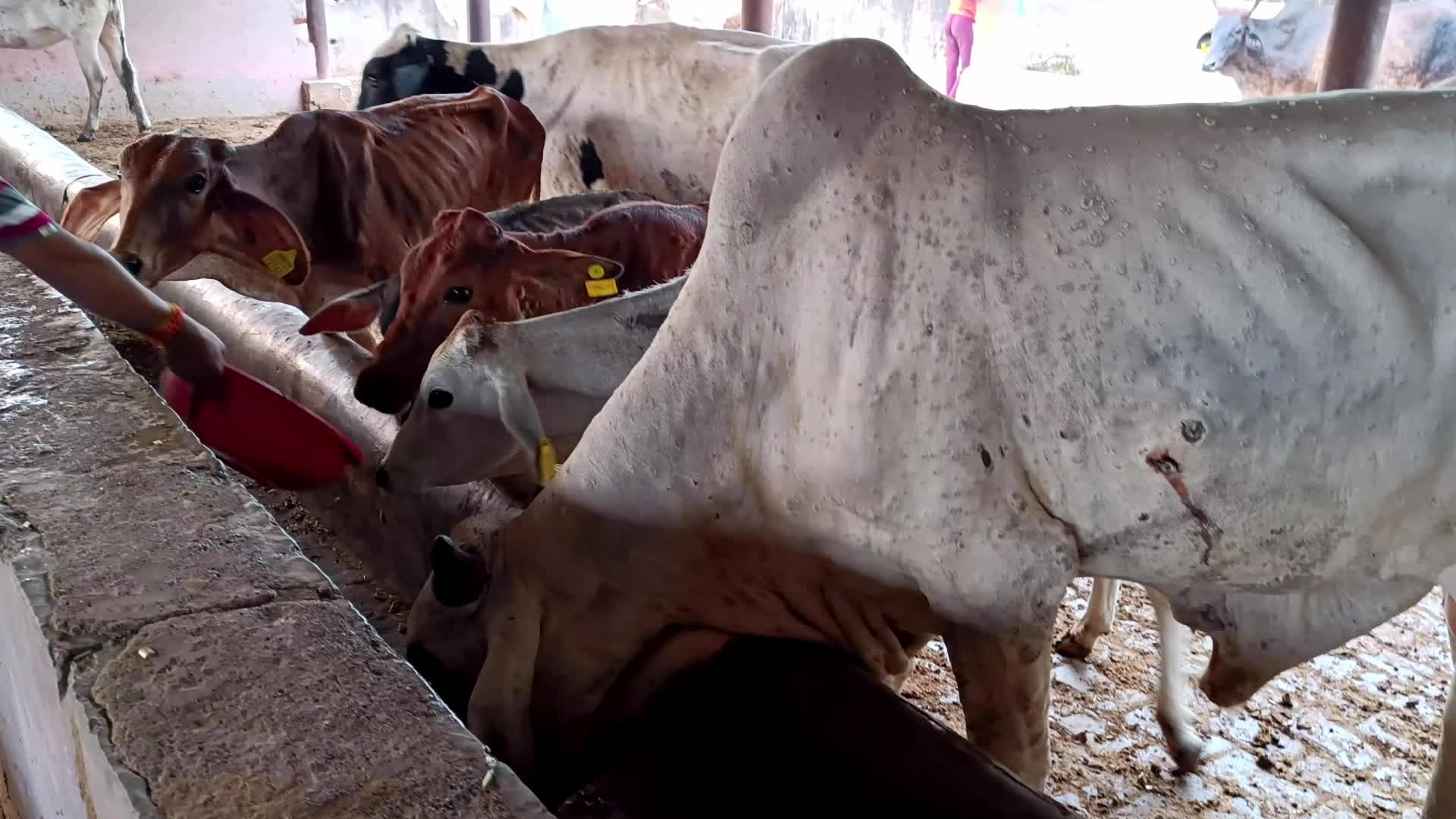 Lumpy Skin Disease Outbreak In Cattle In Rajasthan