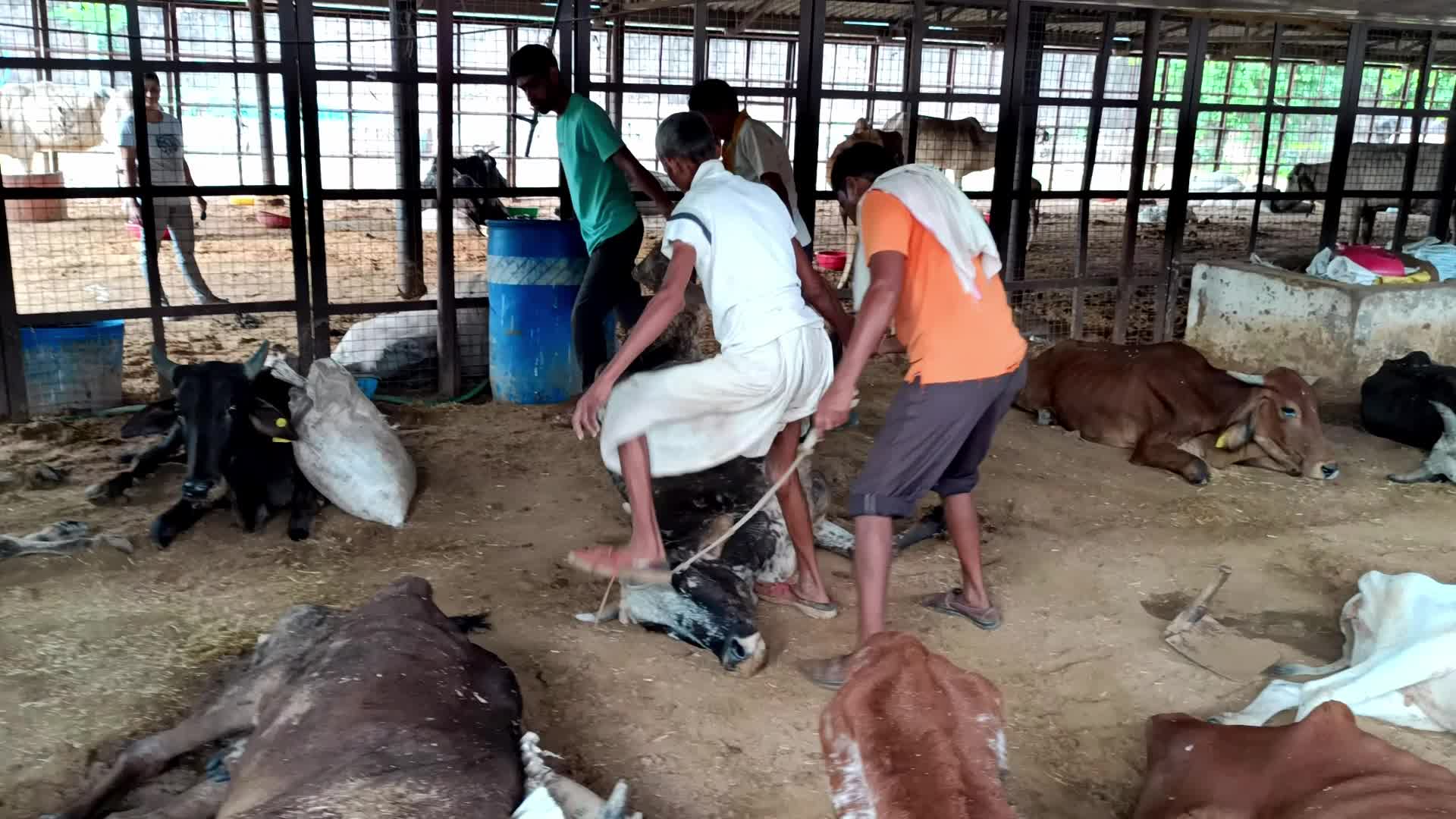 Lumpy Skin Disease Outbreak In Cattle In Rajasthan