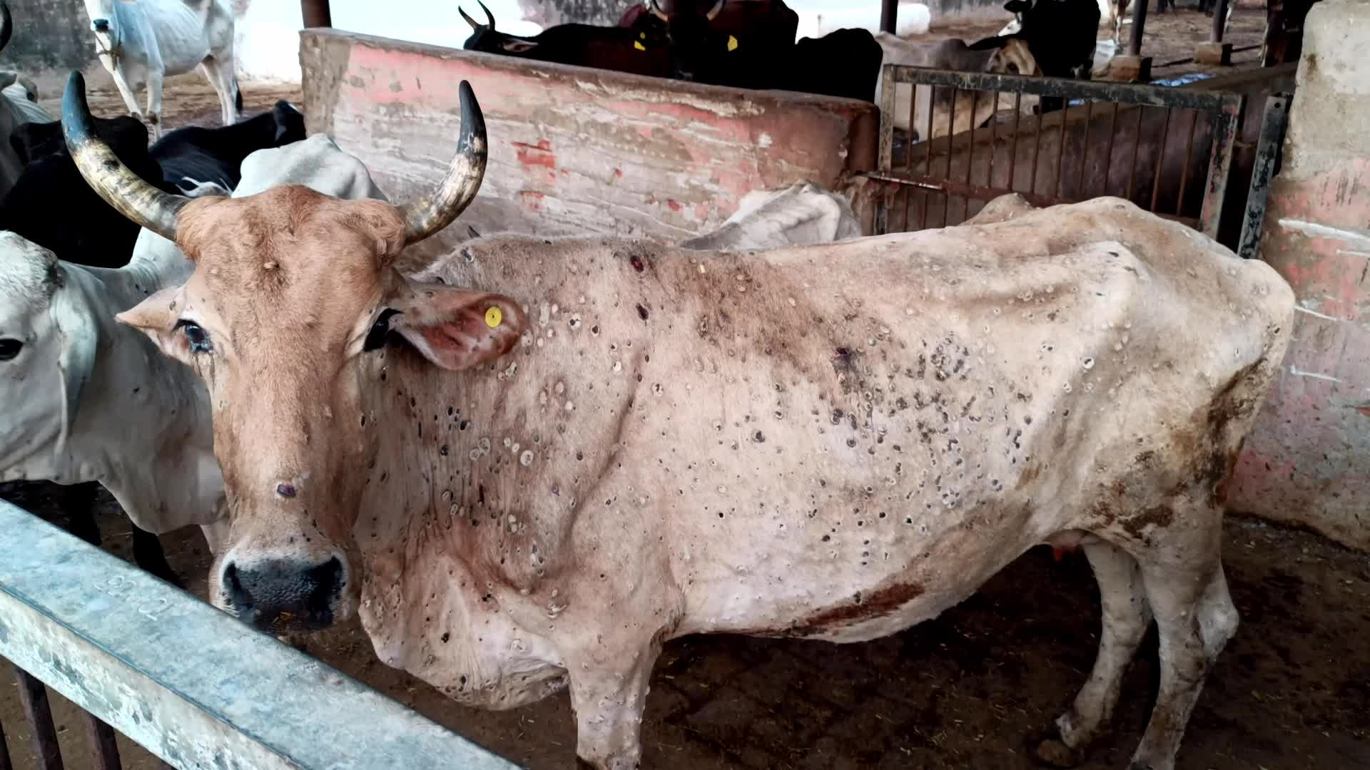 Lumpy Skin Disease Outbreak In Cattle In Rajasthan