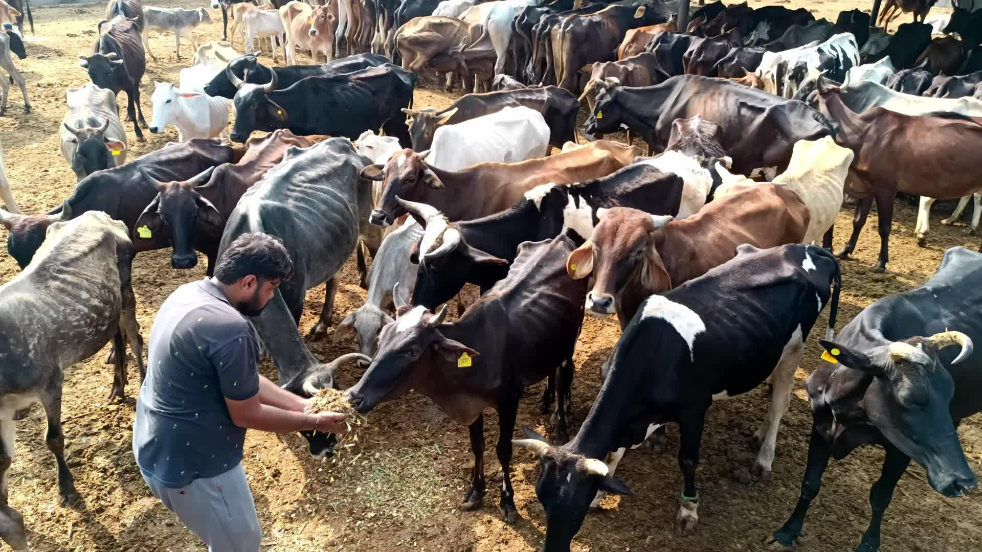 Lumpy Skin Disease Outbreak In Cattle In Rajasthan