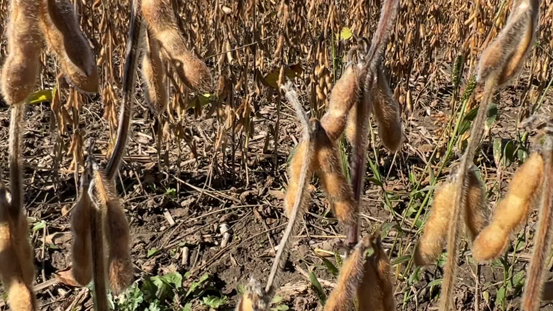 Soybean farming in Canada